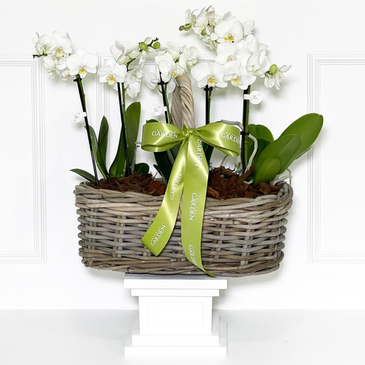 CESTA RATTAN COM MINI ORQUÍDEAS BRANCAS