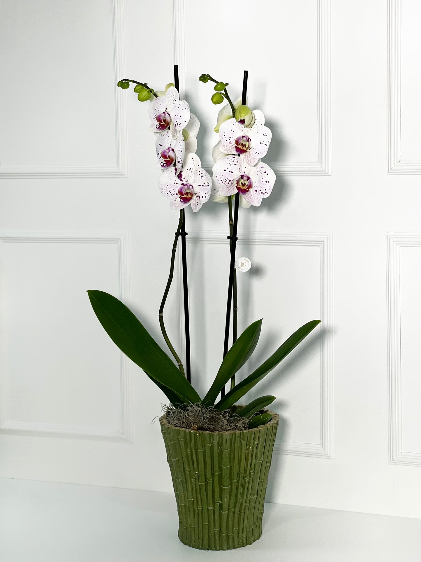 ORQUÍDEA COM VASO DE BAMBÚ TAMANHO L
