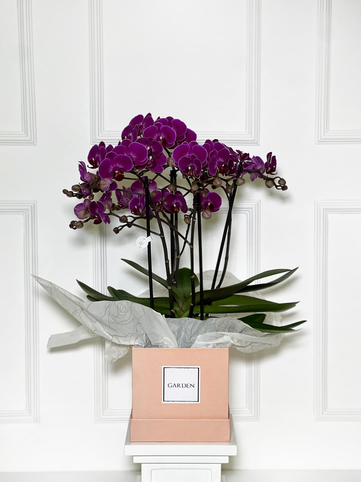 ORQUÍDEA COM 4 HASTES NA BOX