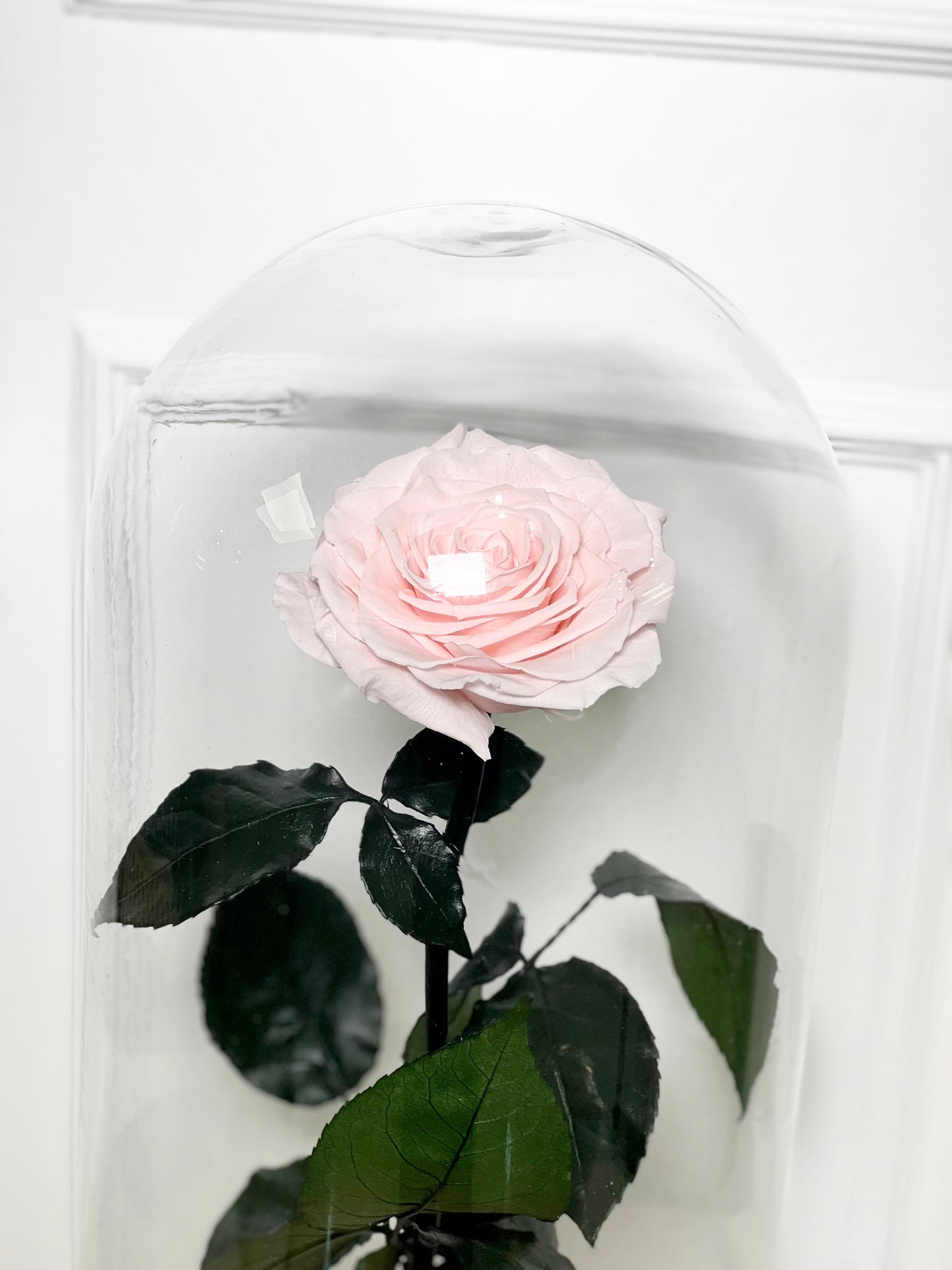 ROSA PRESERVADA PINK TAMANHO L