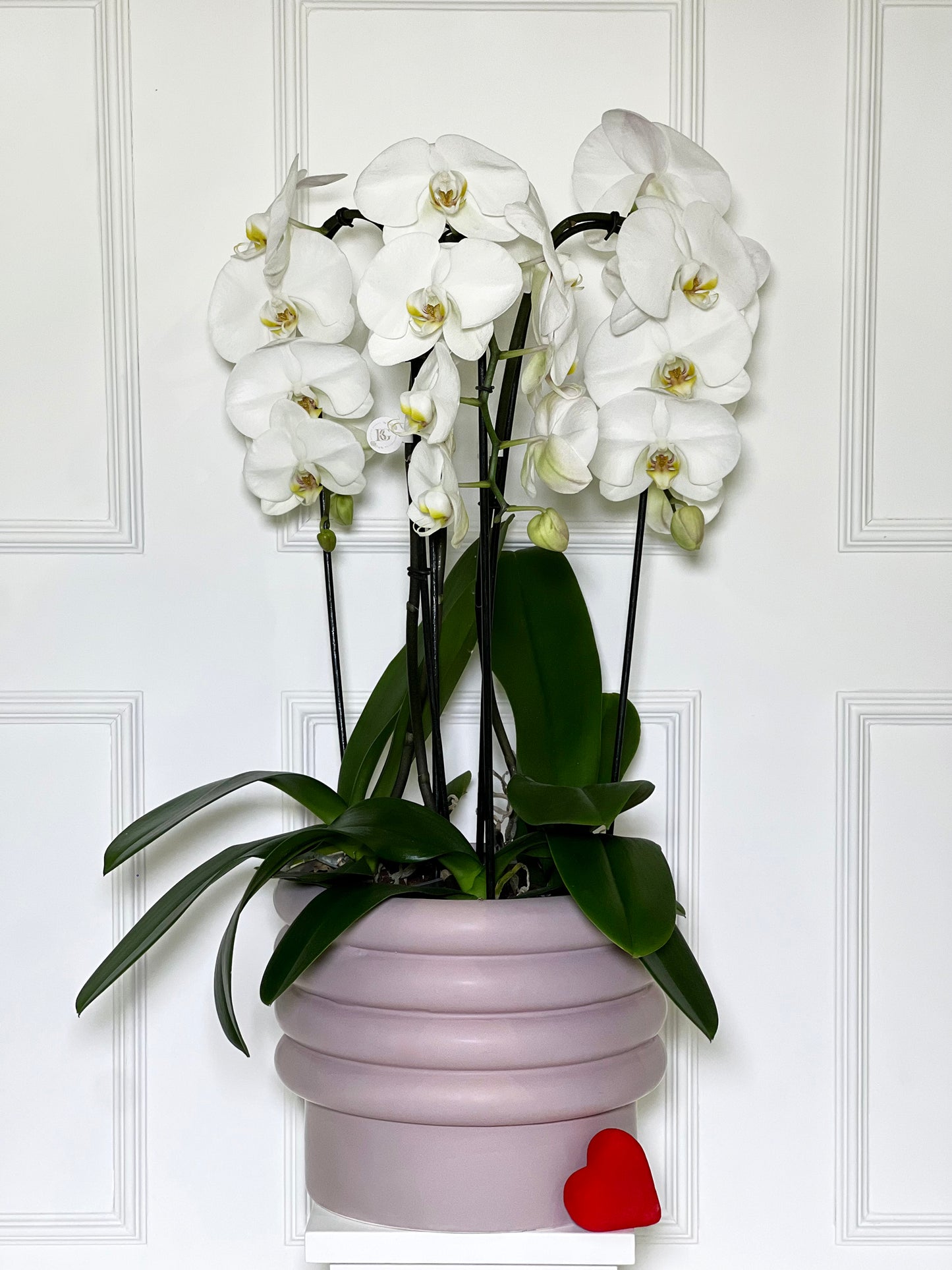 3 ORQUÍDEAS CASCATAS BRANCAS COM VASO ROSA