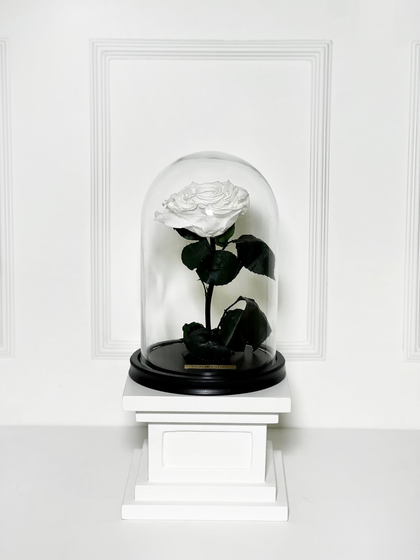 ROSA PRESERVADA WHITE M