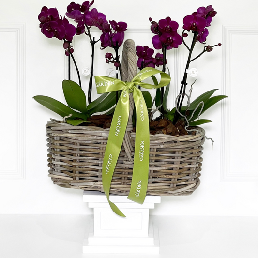 CESTA RATTAN COM MINI ORQUÍDEAS ROXO ESCURO