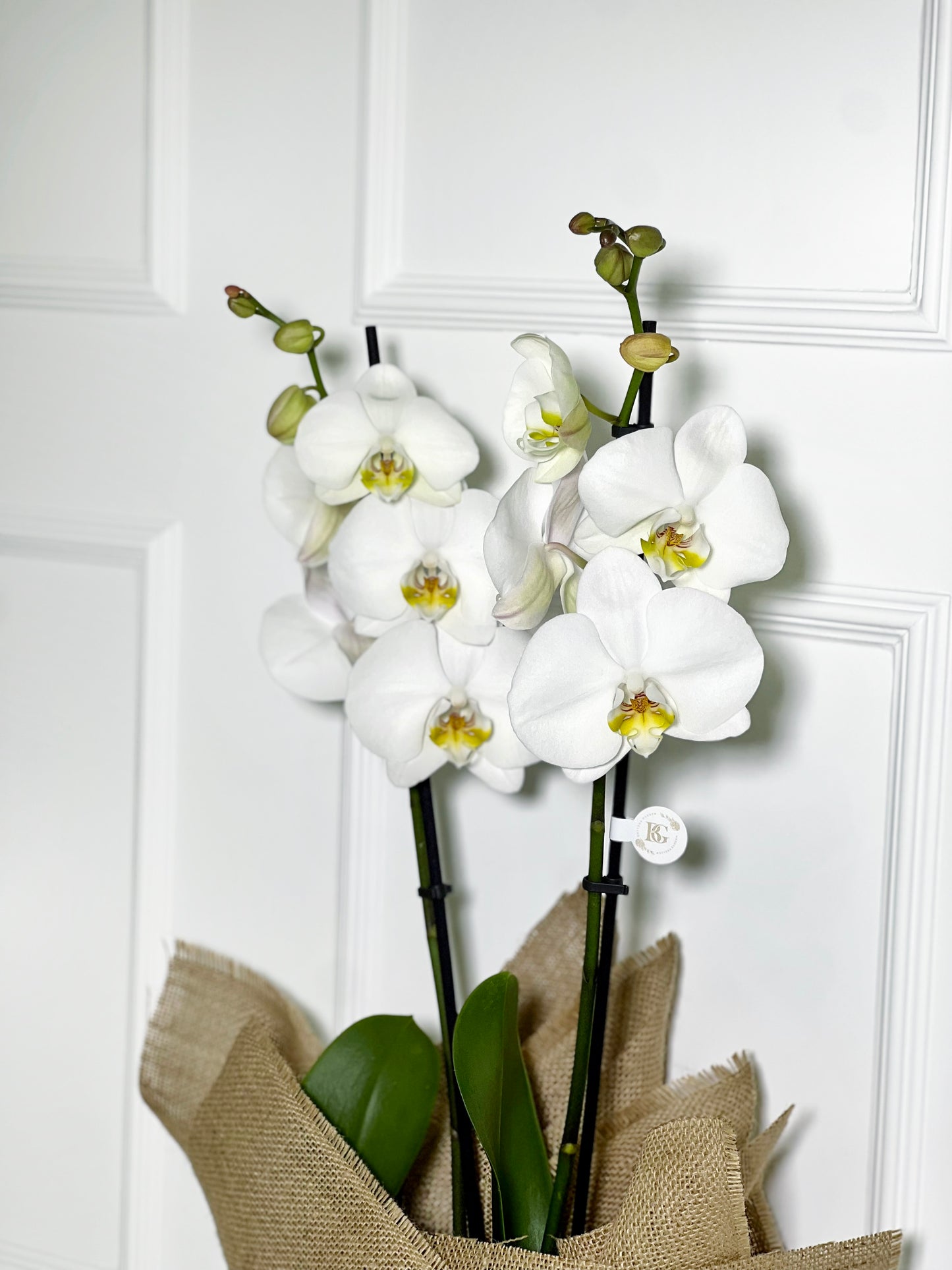 ORQUÍDEA BRANCA COM JUTA DE LINHO CRU