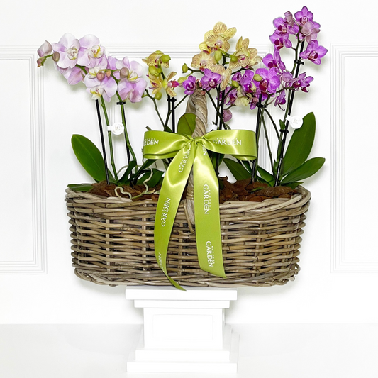 CESTA RATTAN COM MINI ORQUÍDEAS COLORIDAS