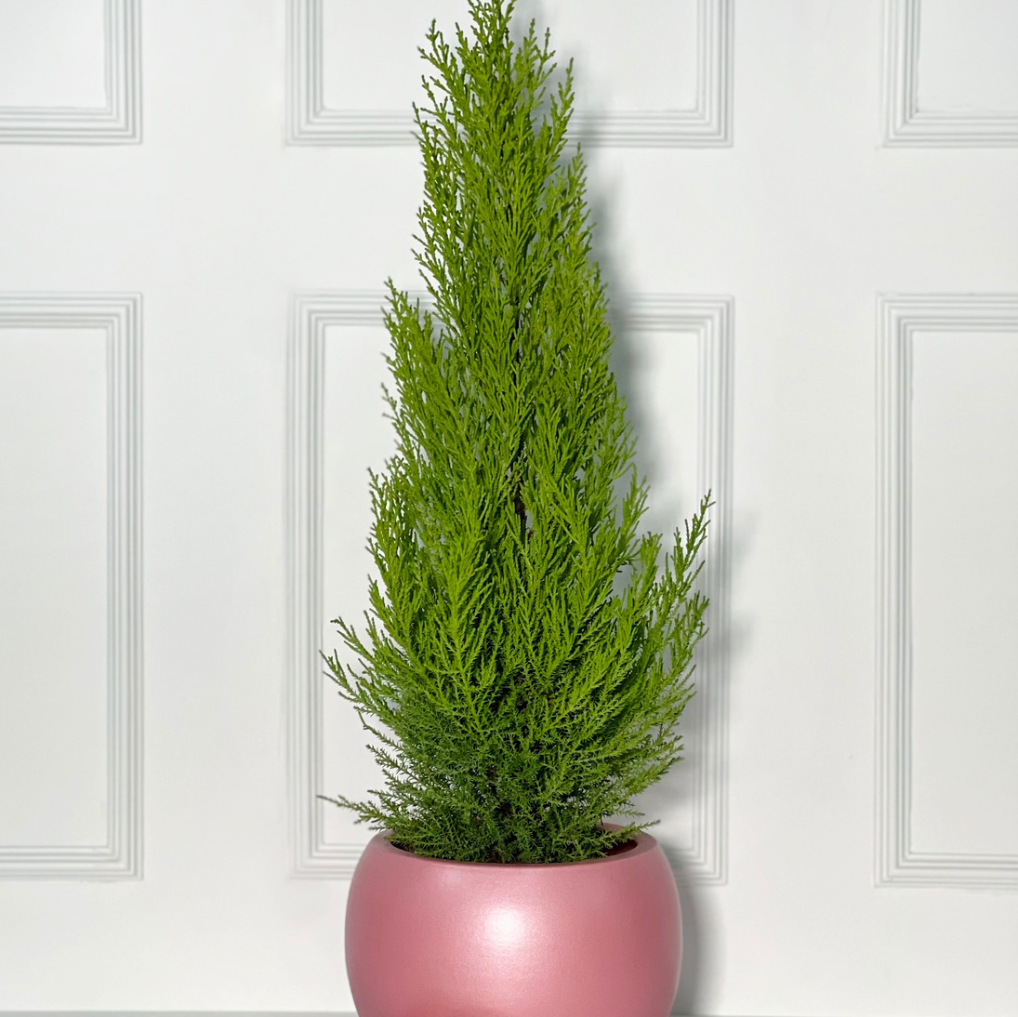 PINHEIRO COM VASO BALL EM PORCELANA PORTUGUESA PINK