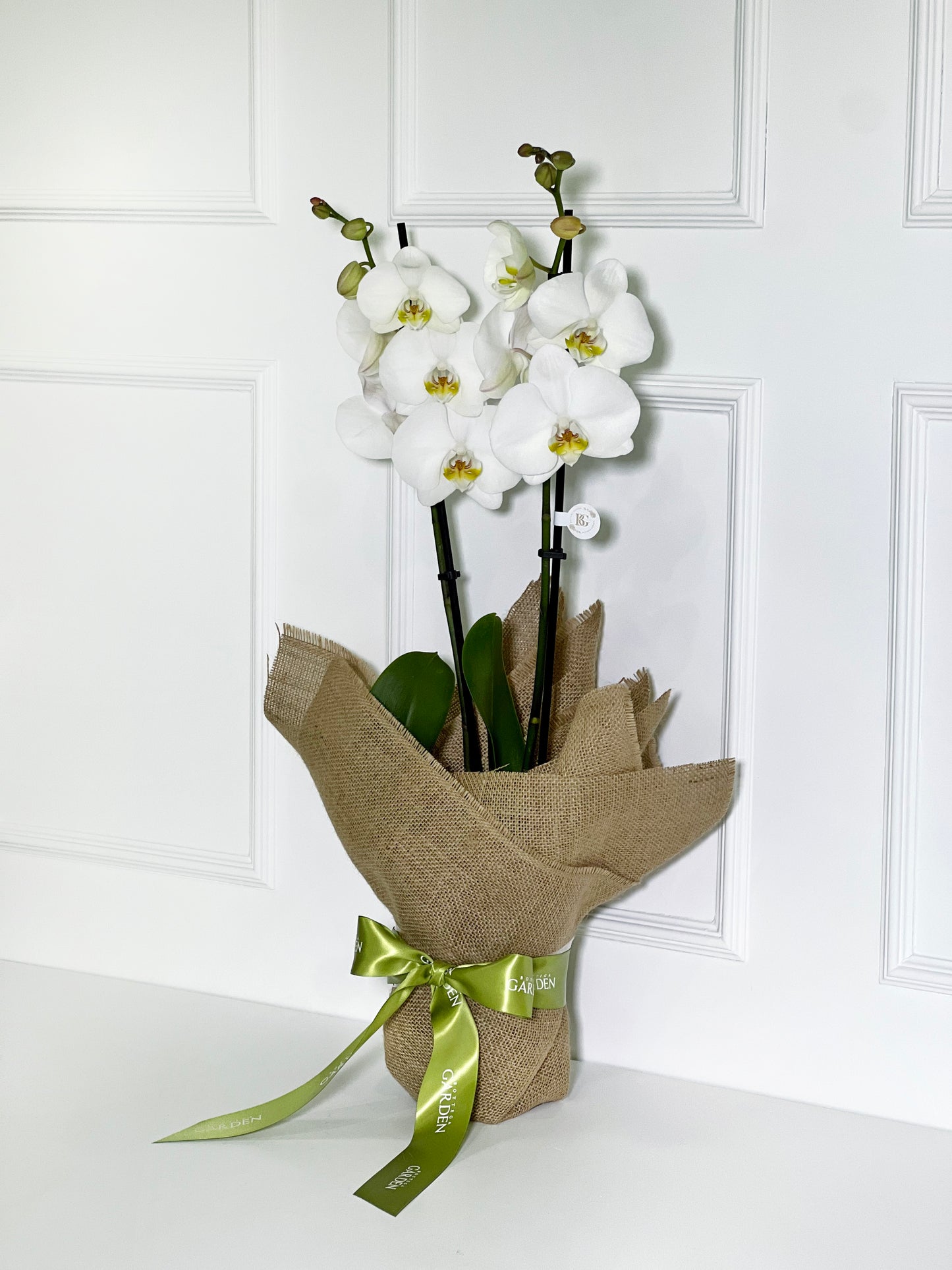 ORQUÍDEA BRANCA COM JUTA DE LINHO CRU