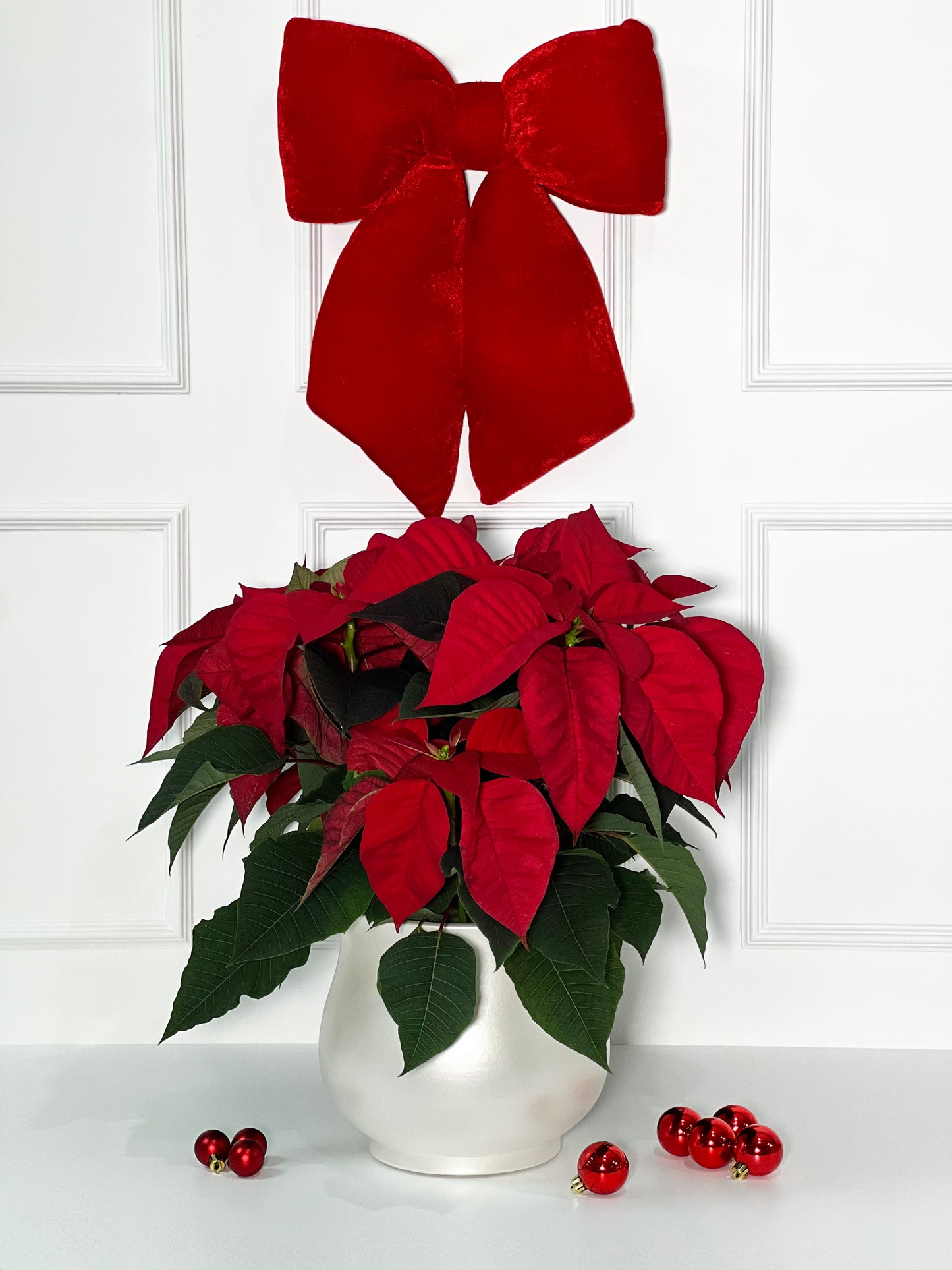FLOR DE NATAL COM VASO DE PORCELANA PORTUGUESA