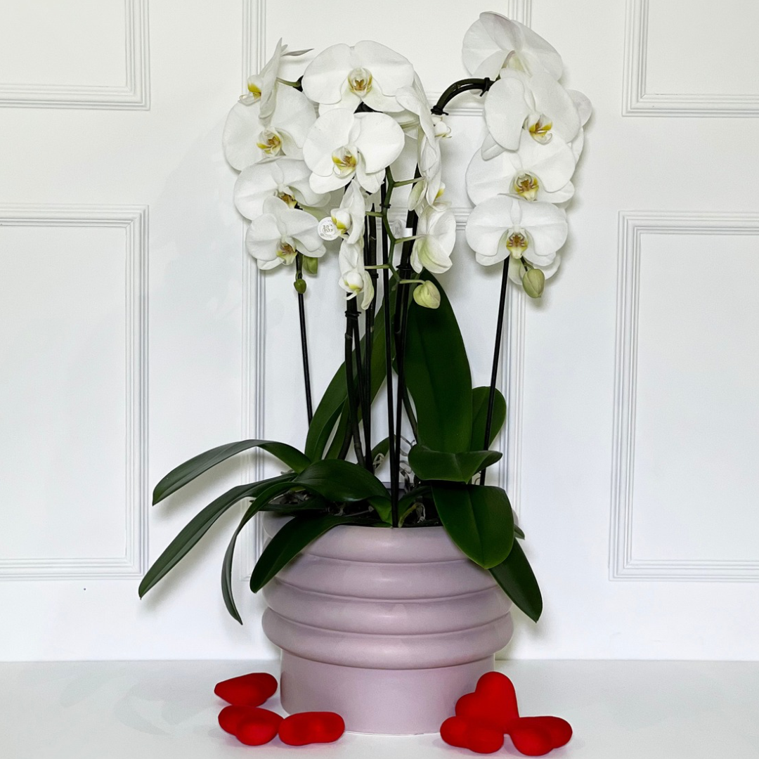 3 ORQUÍDEAS CASCATAS BRANCAS COM VASO ROSA