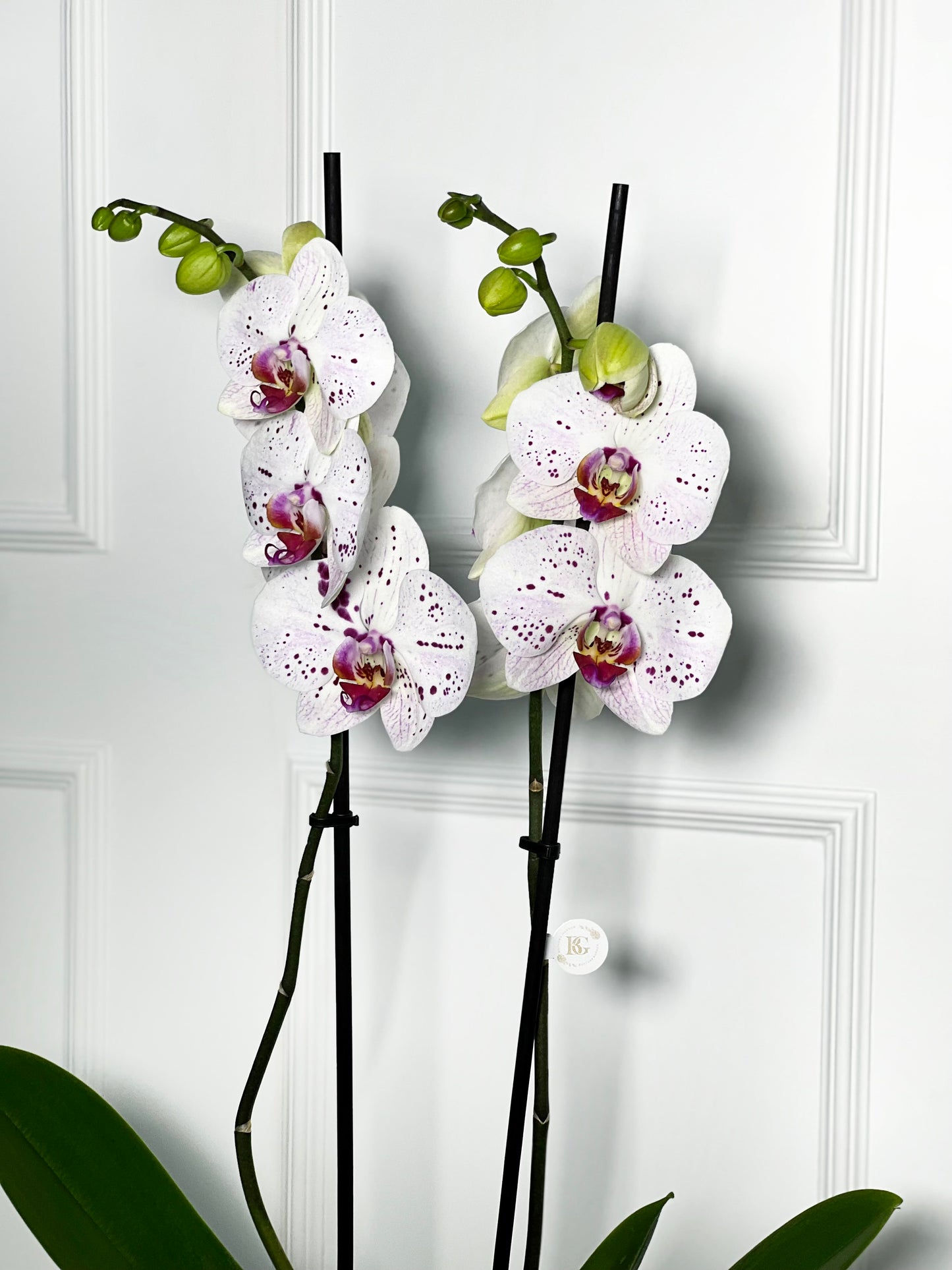 ORQUÍDEA COM VASO DE BAMBÚ TAMANHO L