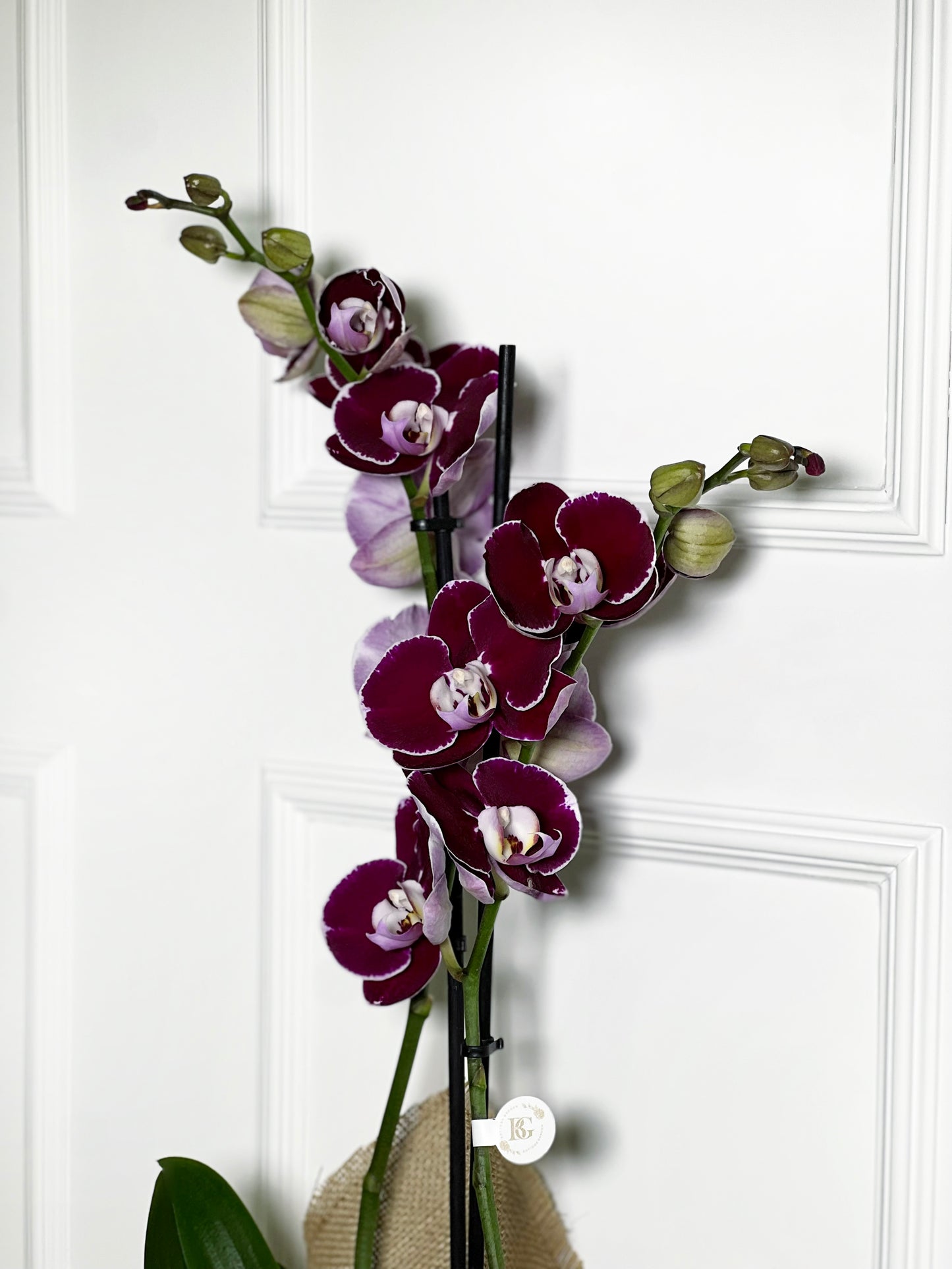 ORQUÍDEA ROXA COM JUTA DE LINHO CRU