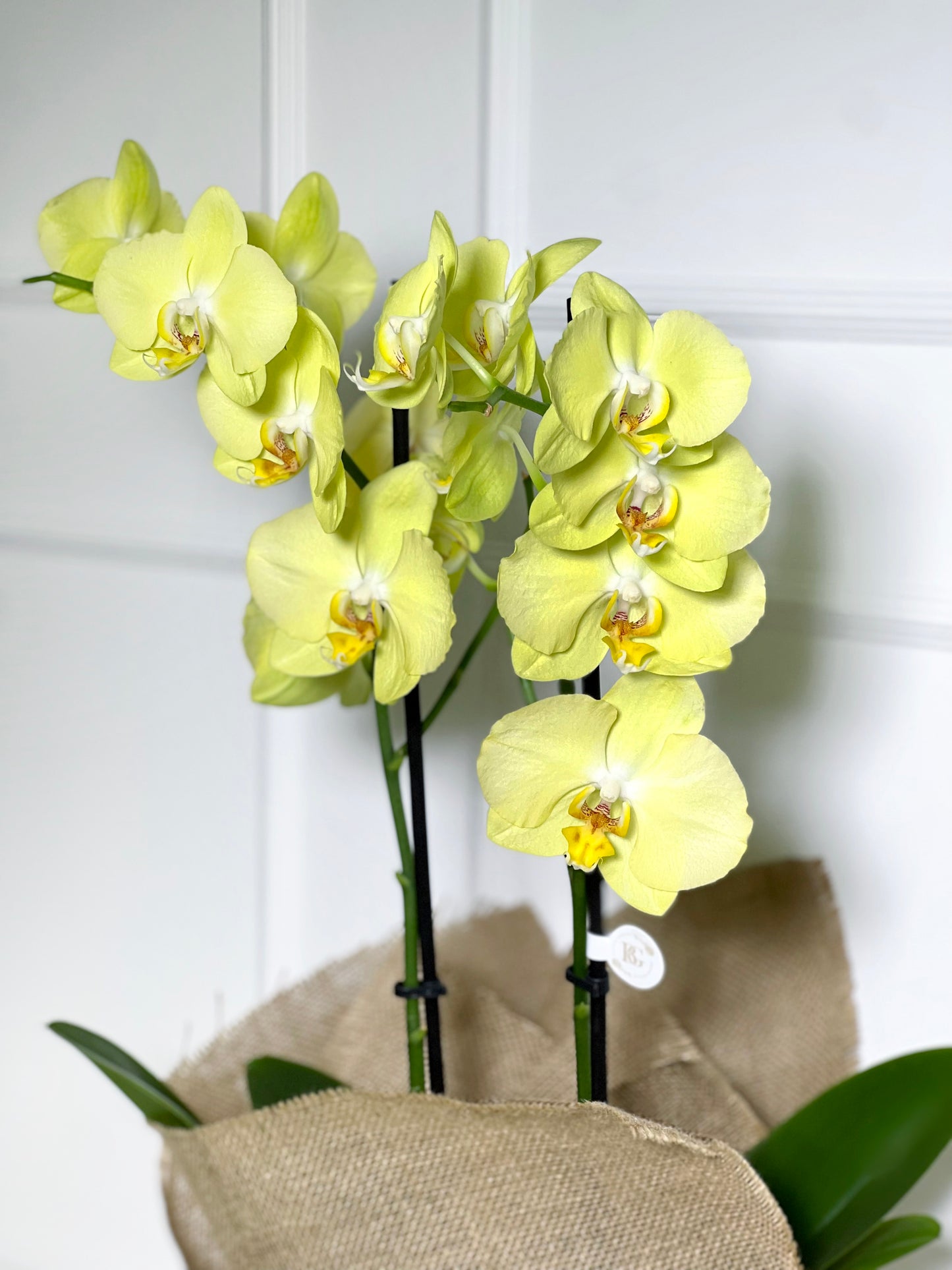 ORQUÍDEA AMARELA COM JUTA DE LINHO CRU