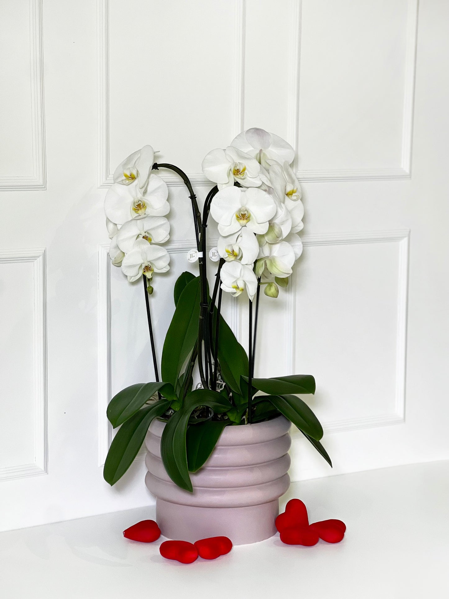 3 ORQUÍDEAS CASCATAS BRANCAS COM VASO ROSA