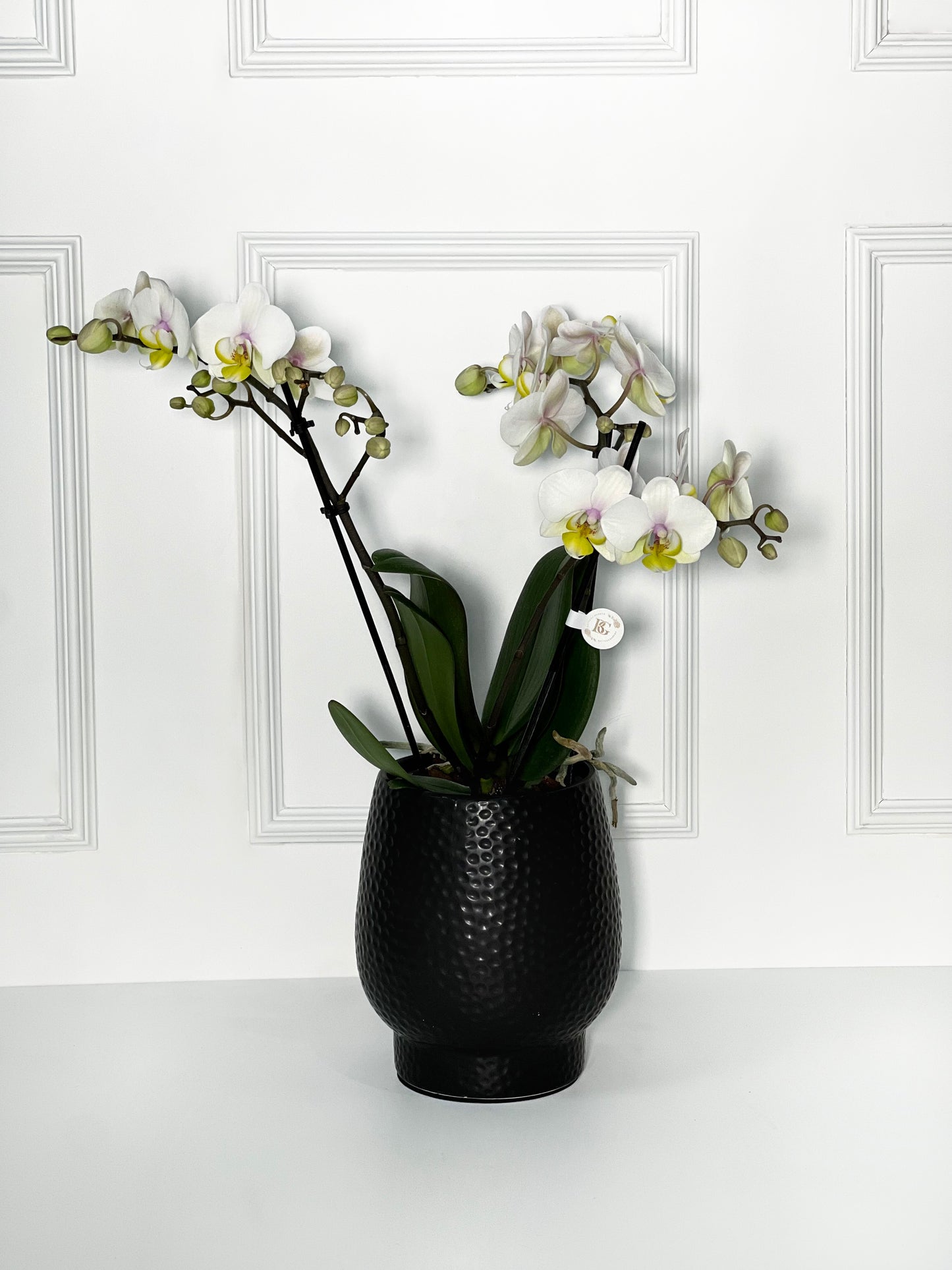 ORQUÍDEA COM VASO DE PORCELANA TEXTURIZADO