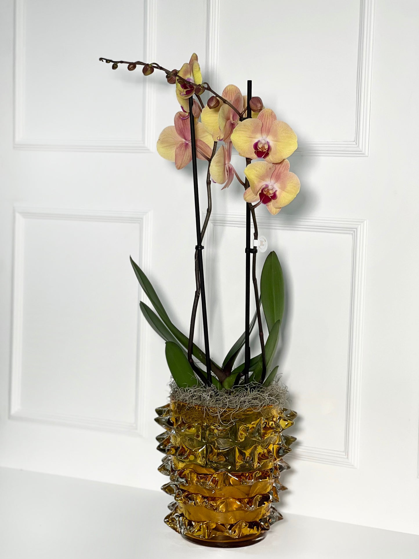 VASO TAMANHO P SPARKLER AMBER COM ORQUÍDEA HOLANDESA