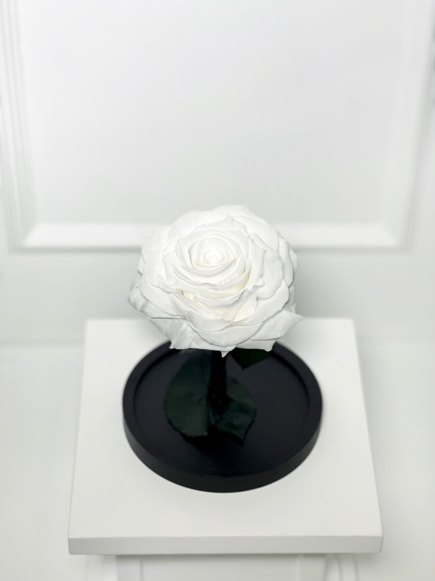 ROSA PRESERVADA WHITE COM CÚPULA TAMANHO P