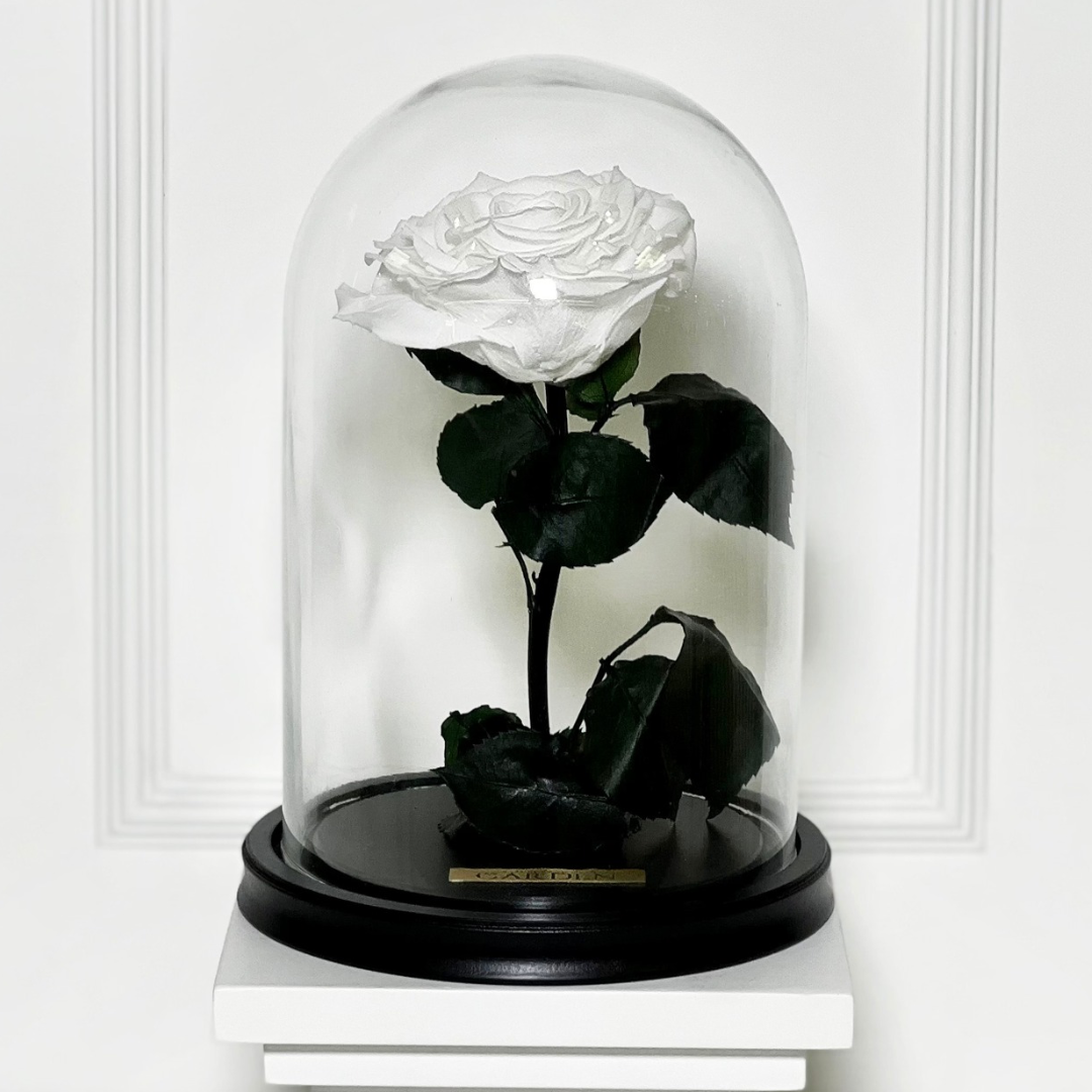 ROSA PRESERVADA WHITE M
