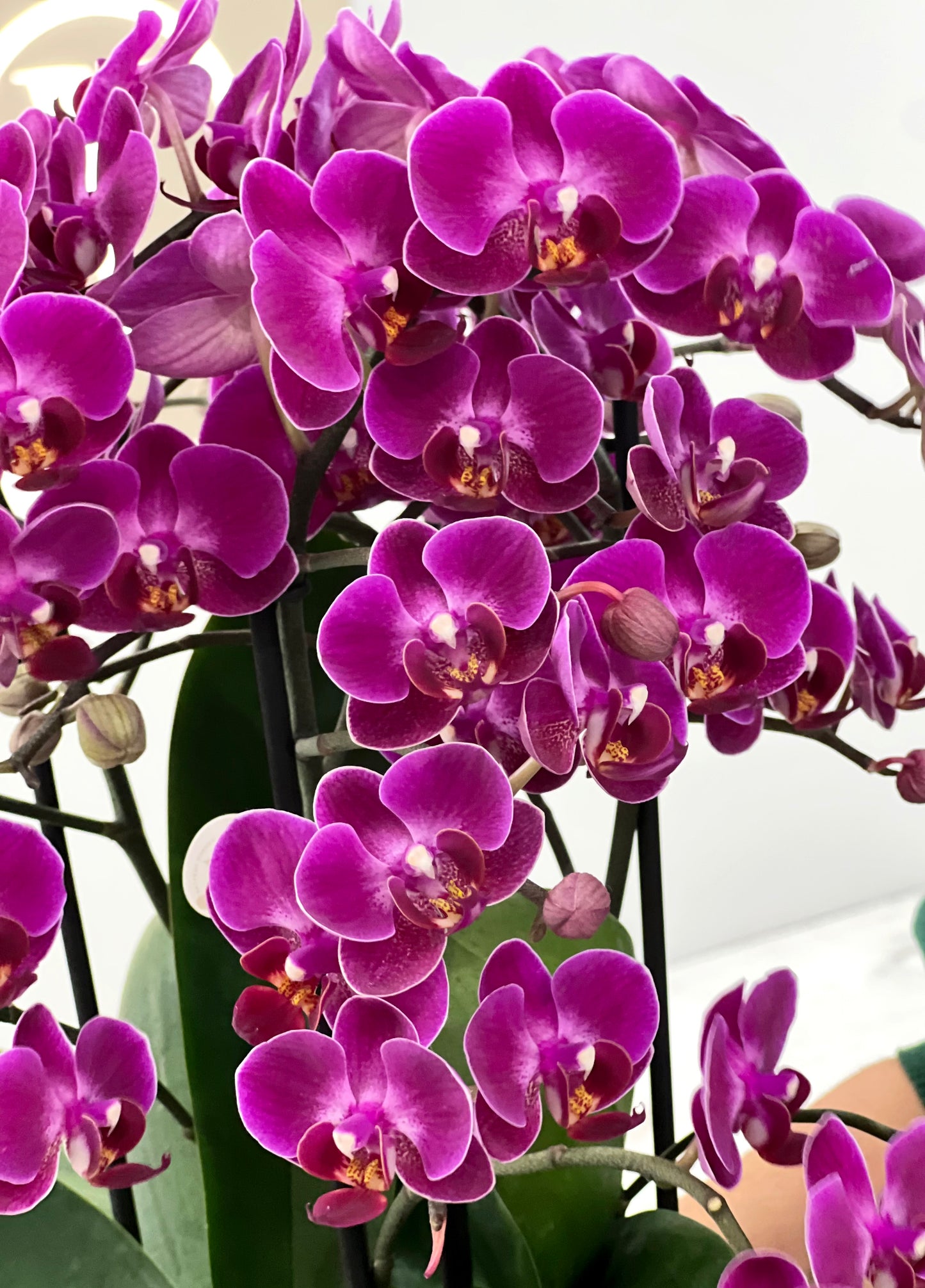 VASO FRUTTI LIMONI COM ORQUÍDEA 6 PÉS