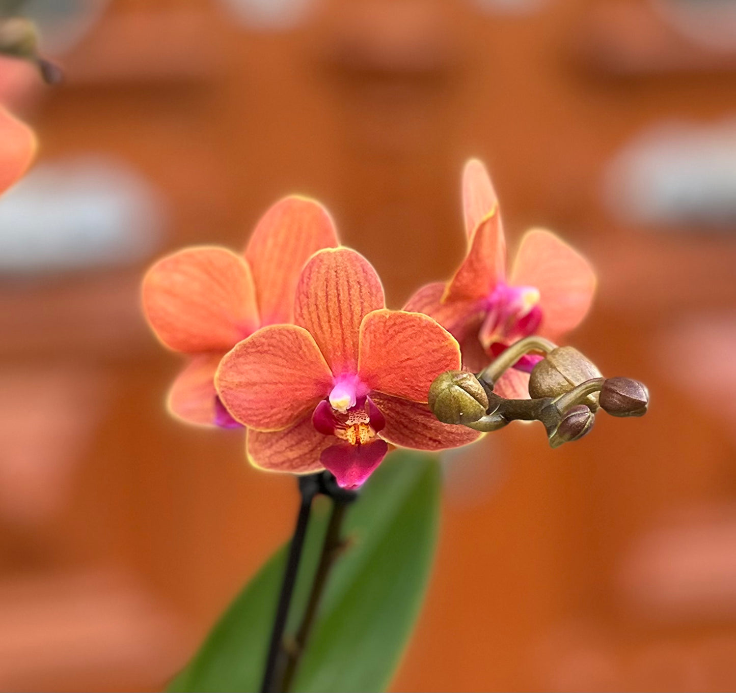 ORQUÍDEA MINI COM VASO TERRACOTA