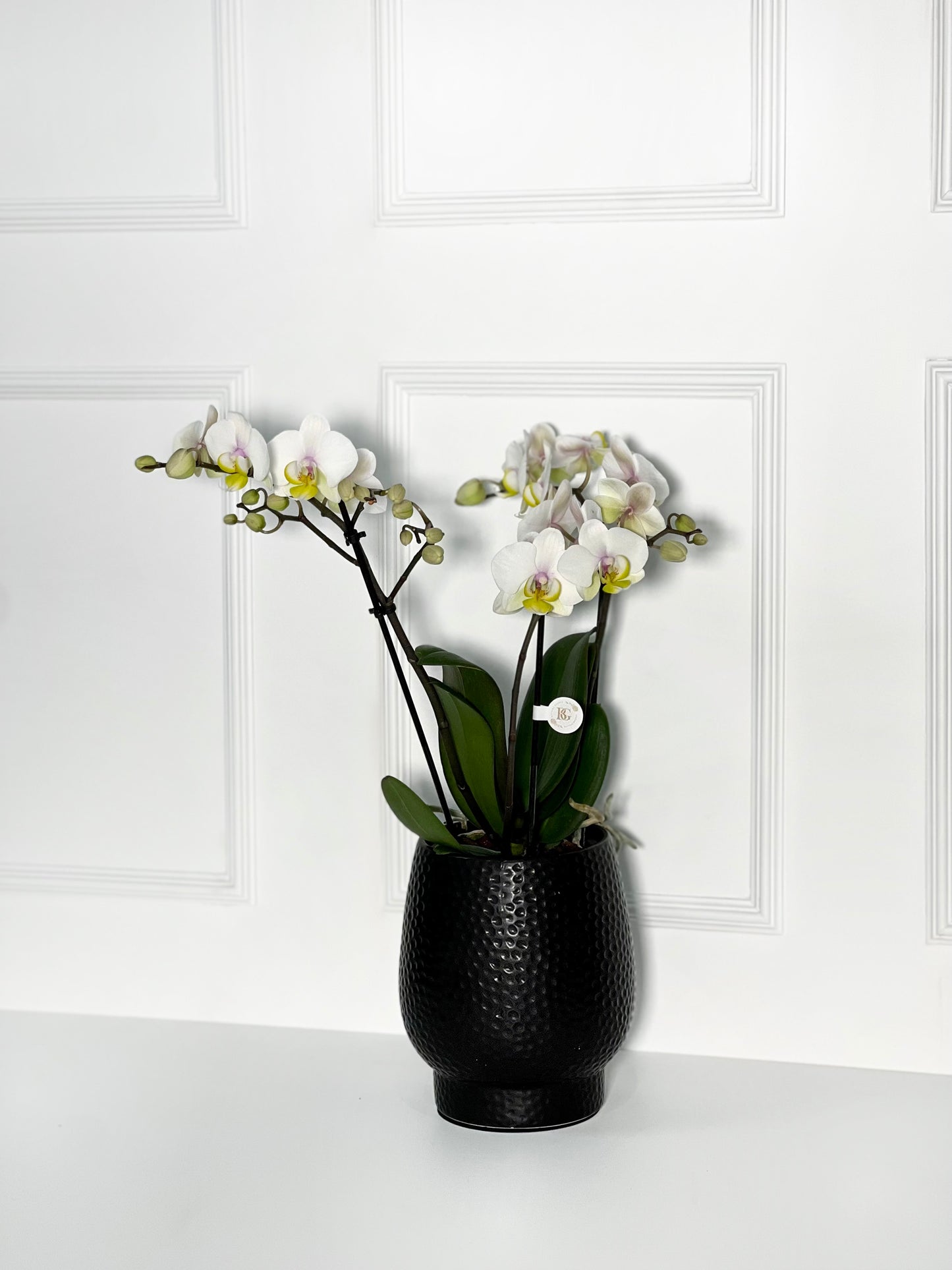 ORQUÍDEA COM VASO DE PORCELANA TEXTURIZADO