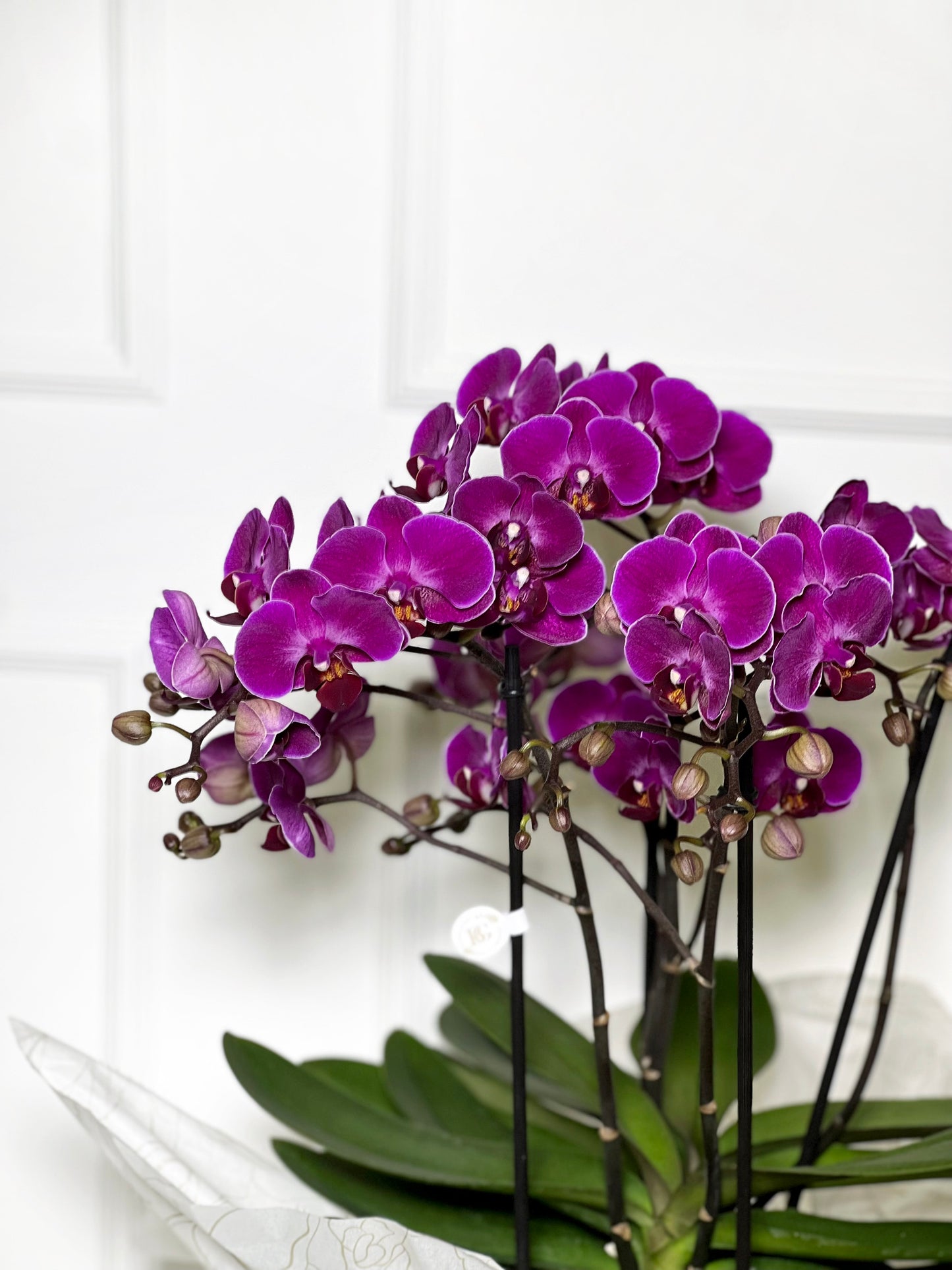 ORQUÍDEA COM 4 HASTES NA BOX