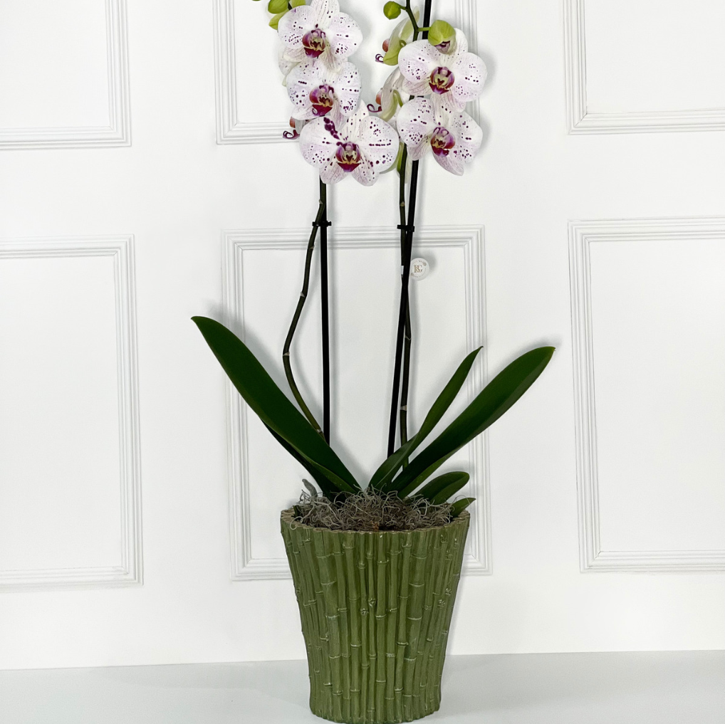 ORQUÍDEA COM VASO DE BAMBÚ TAMANHO L