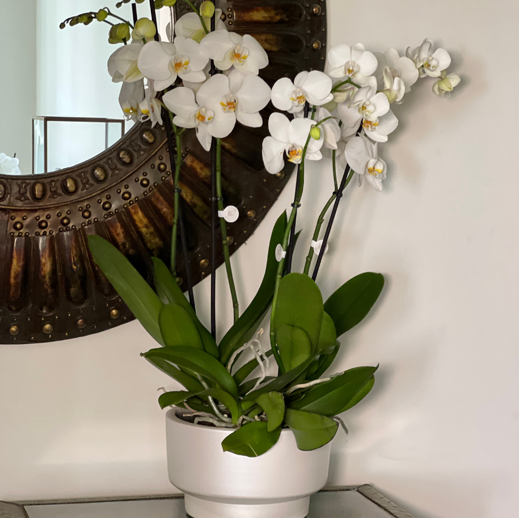 ORQUÍDEA COM VASO TAÇA M