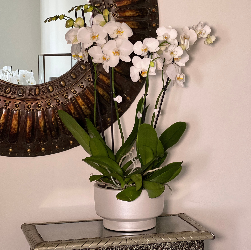 ORQUÍDEA COM VASO TAÇA M