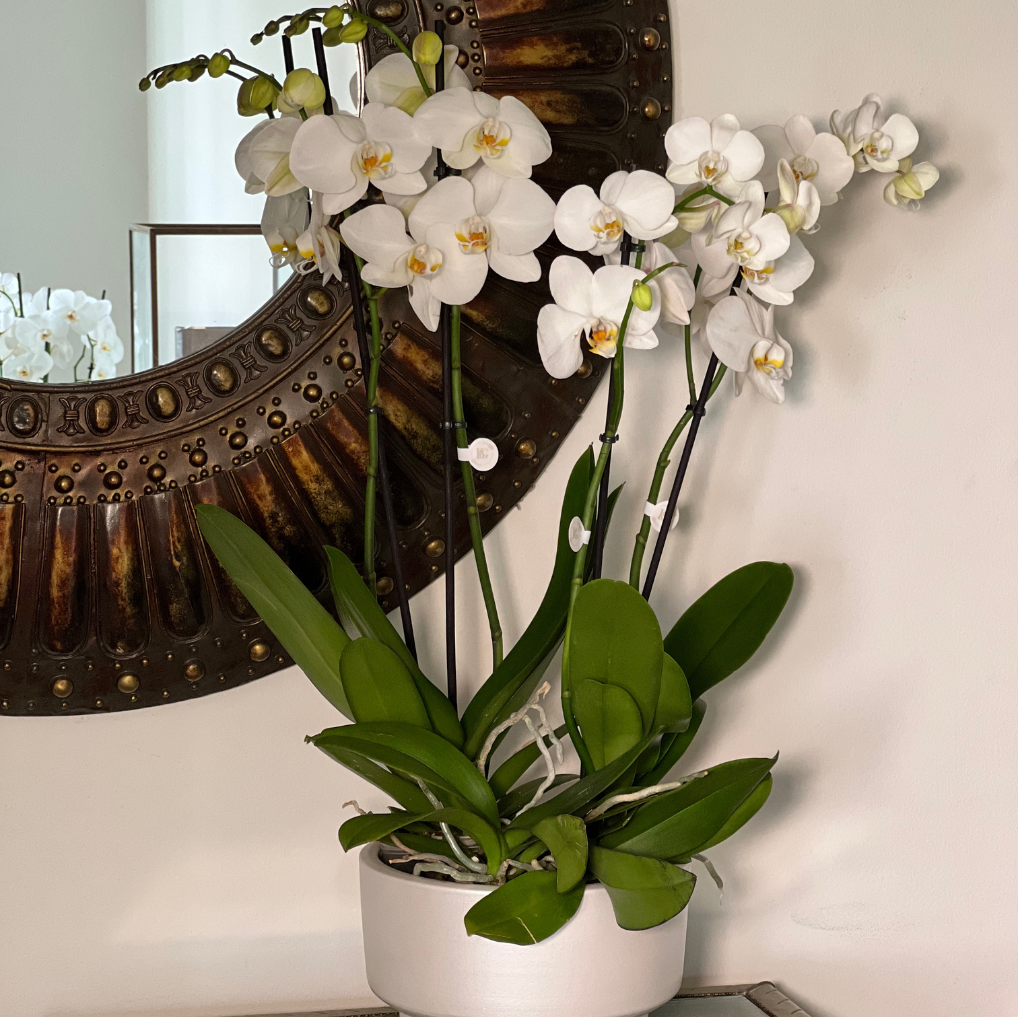 ORQUÍDEA COM VASO TAÇA M