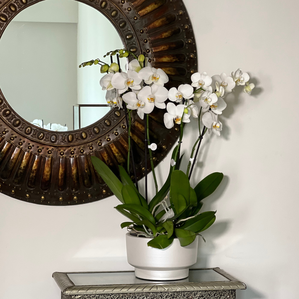 ORQUÍDEA COM VASO TAÇA M