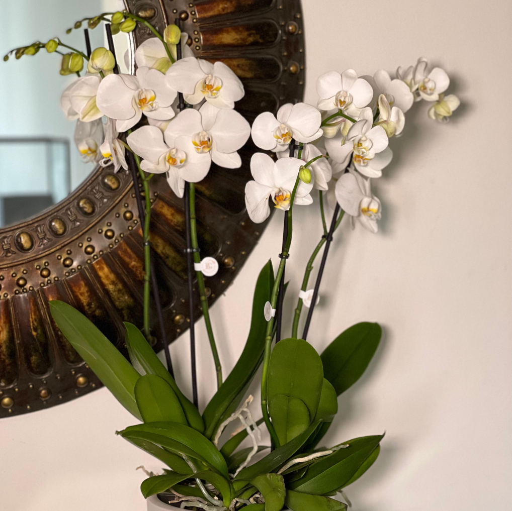 ORQUÍDEA COM VASO TAÇA M