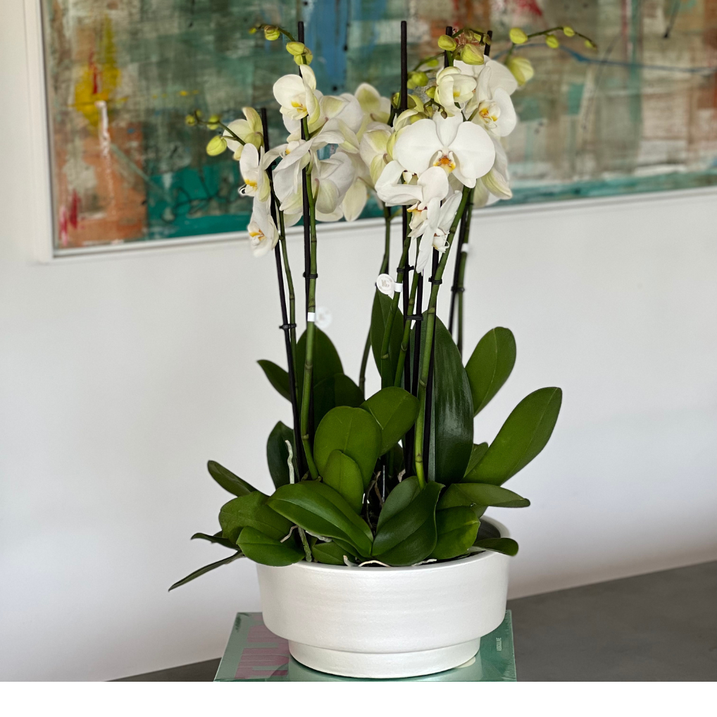 ORQUÍDEA COM VASO TAÇA L
