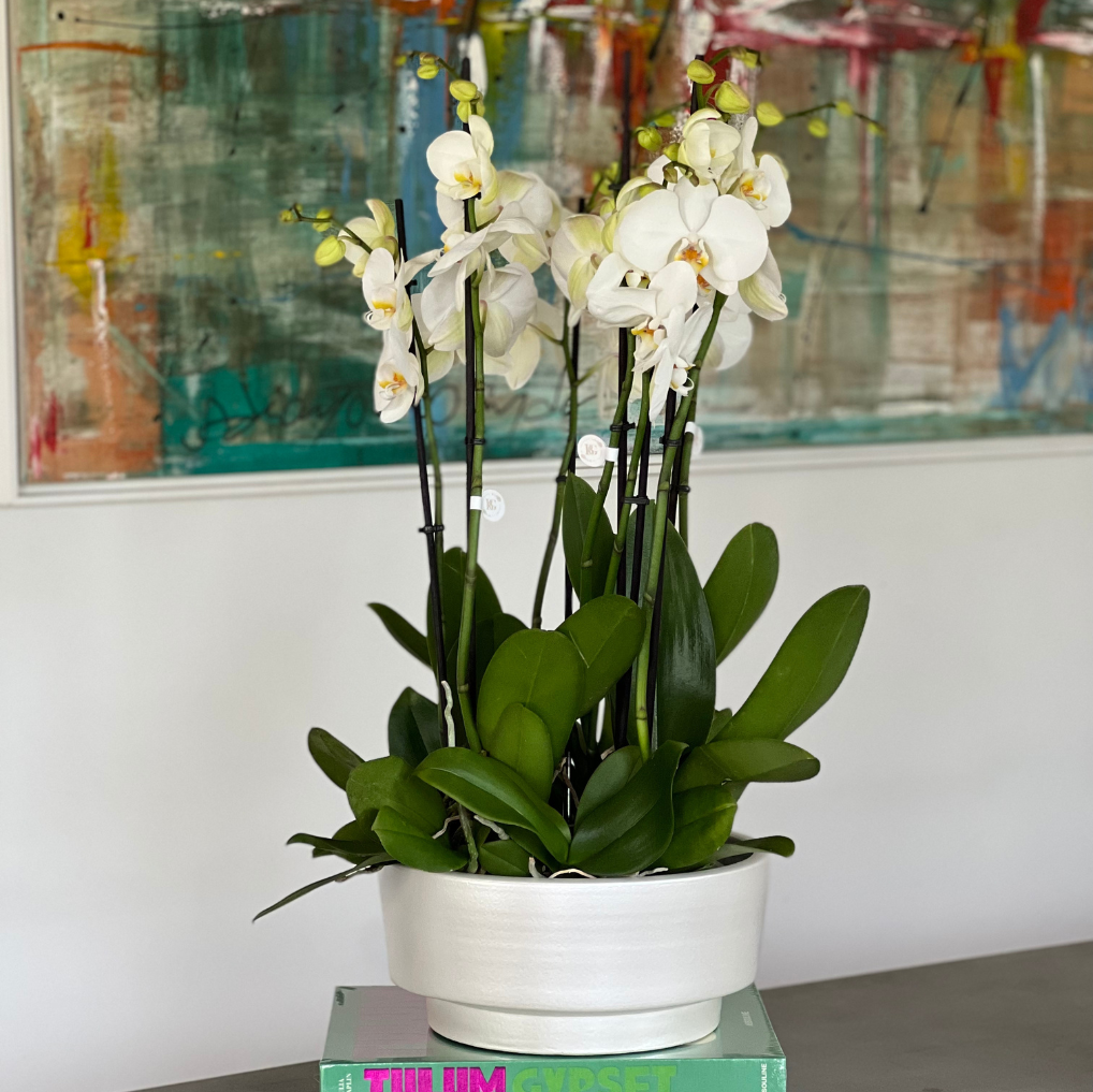 ORQUÍDEA COM VASO TAÇA L