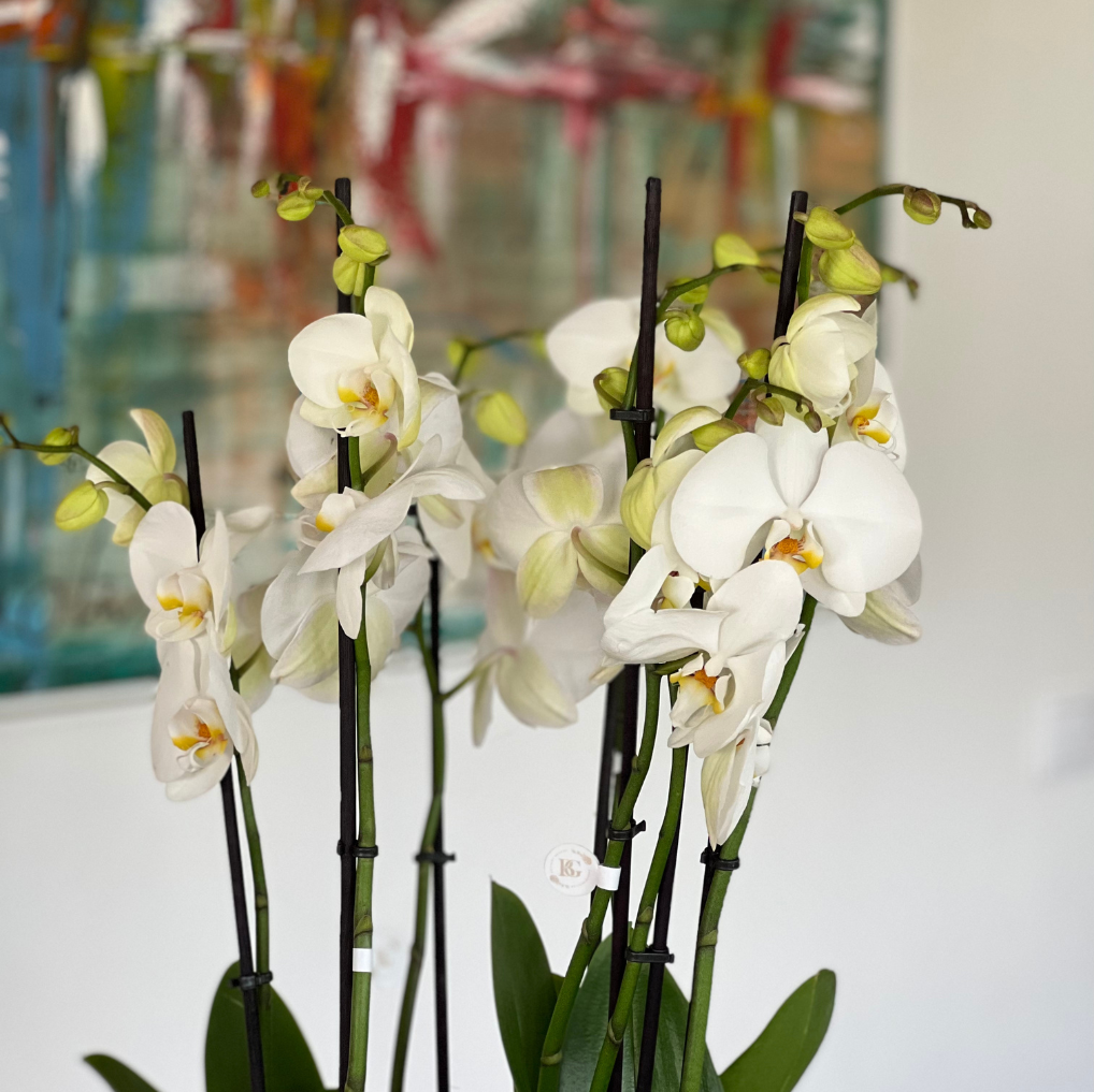 ORQUÍDEA COM VASO TAÇA L