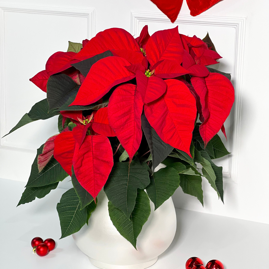 FLOR DE NATAL COM VASO DE PORCELANA PORTUGUESA