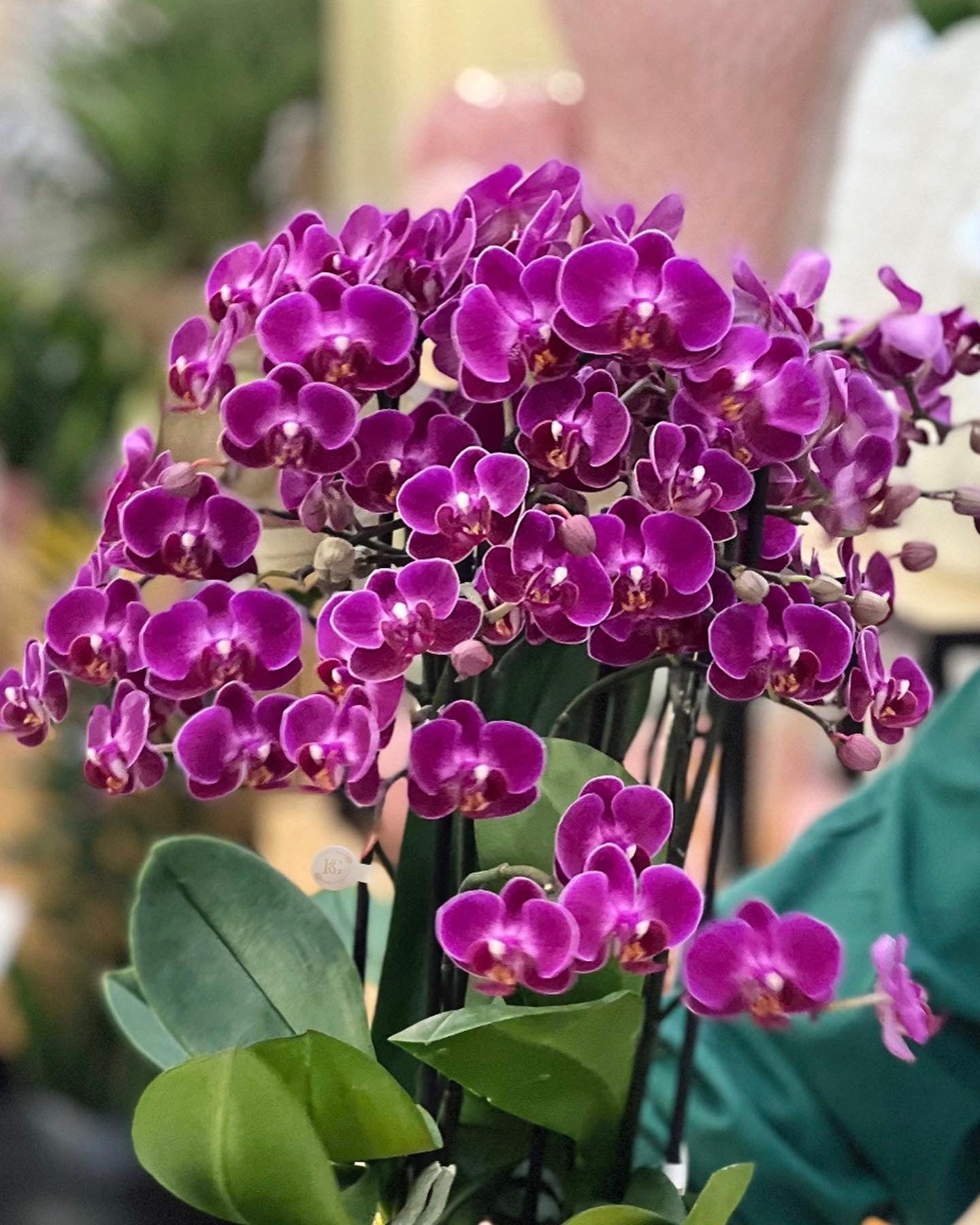 VASO FRUTTI LIMONI COM ORQUÍDEA 6 PÉS