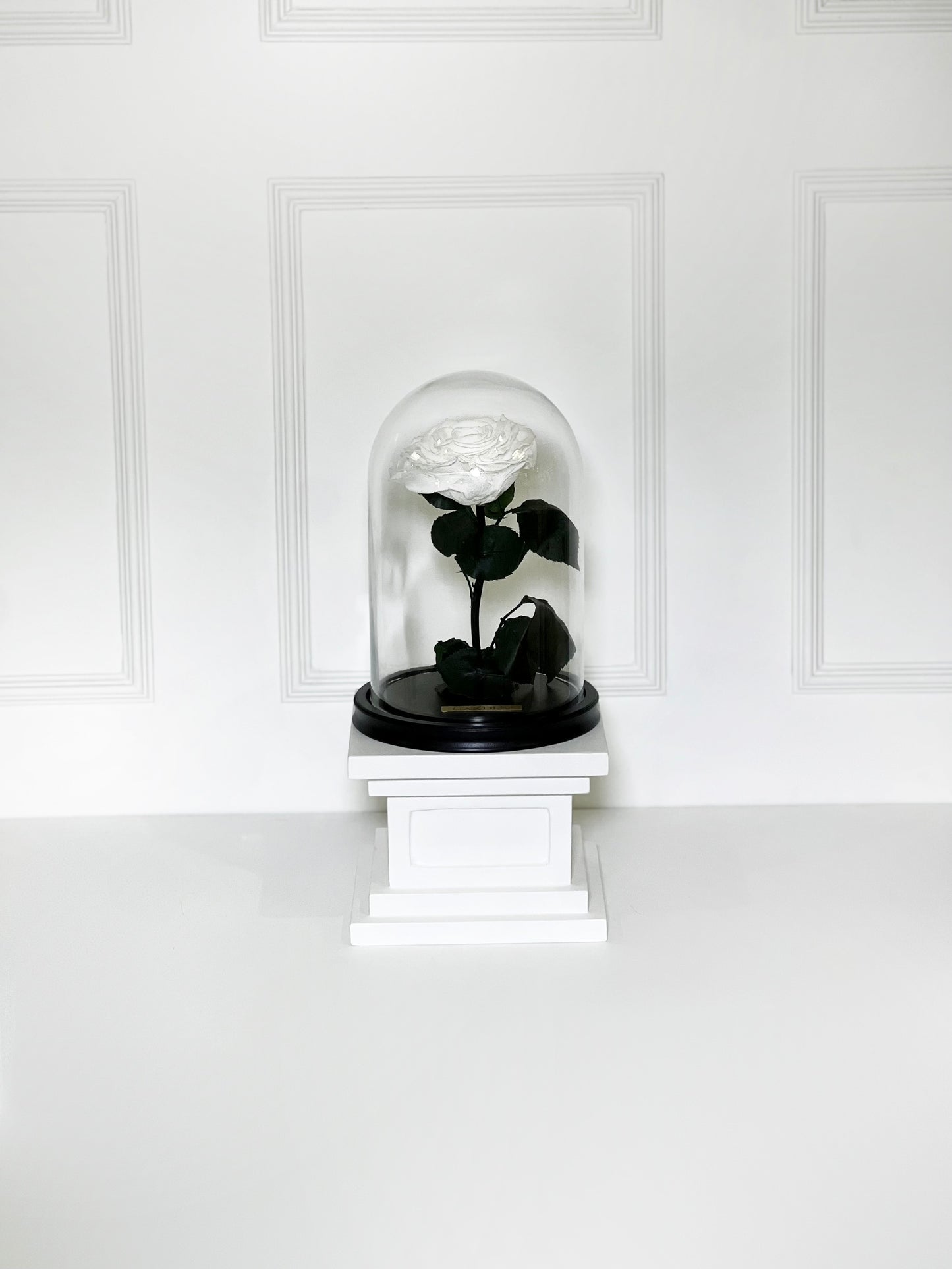 ROSA PRESERVADA WHITE M