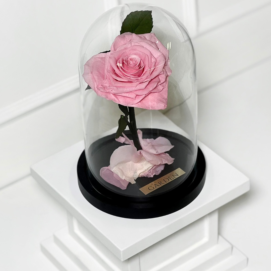 ROSA PRESERVADA PINK HEART