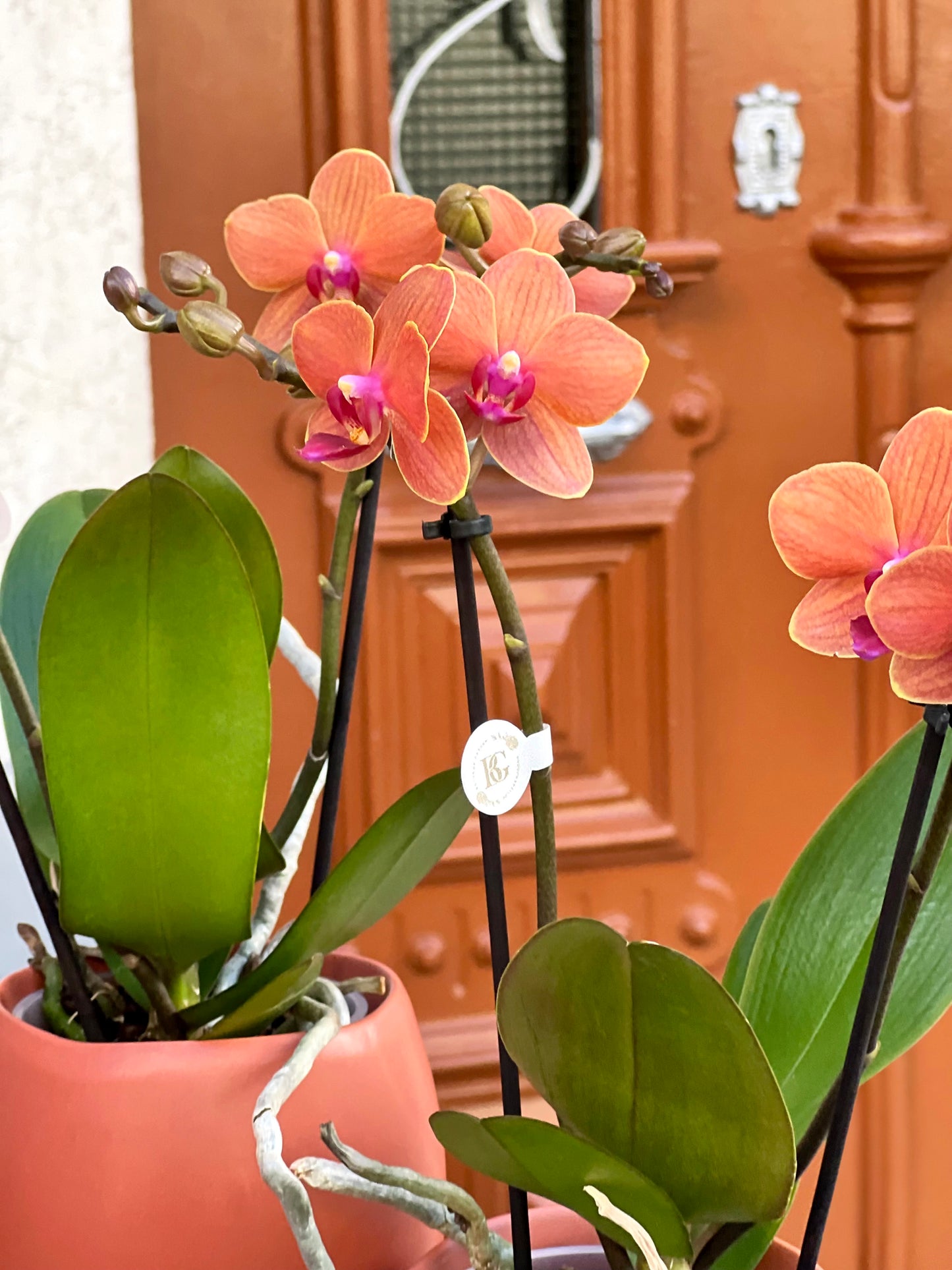 ORQUÍDEA MINI COM VASO TERRACOTA