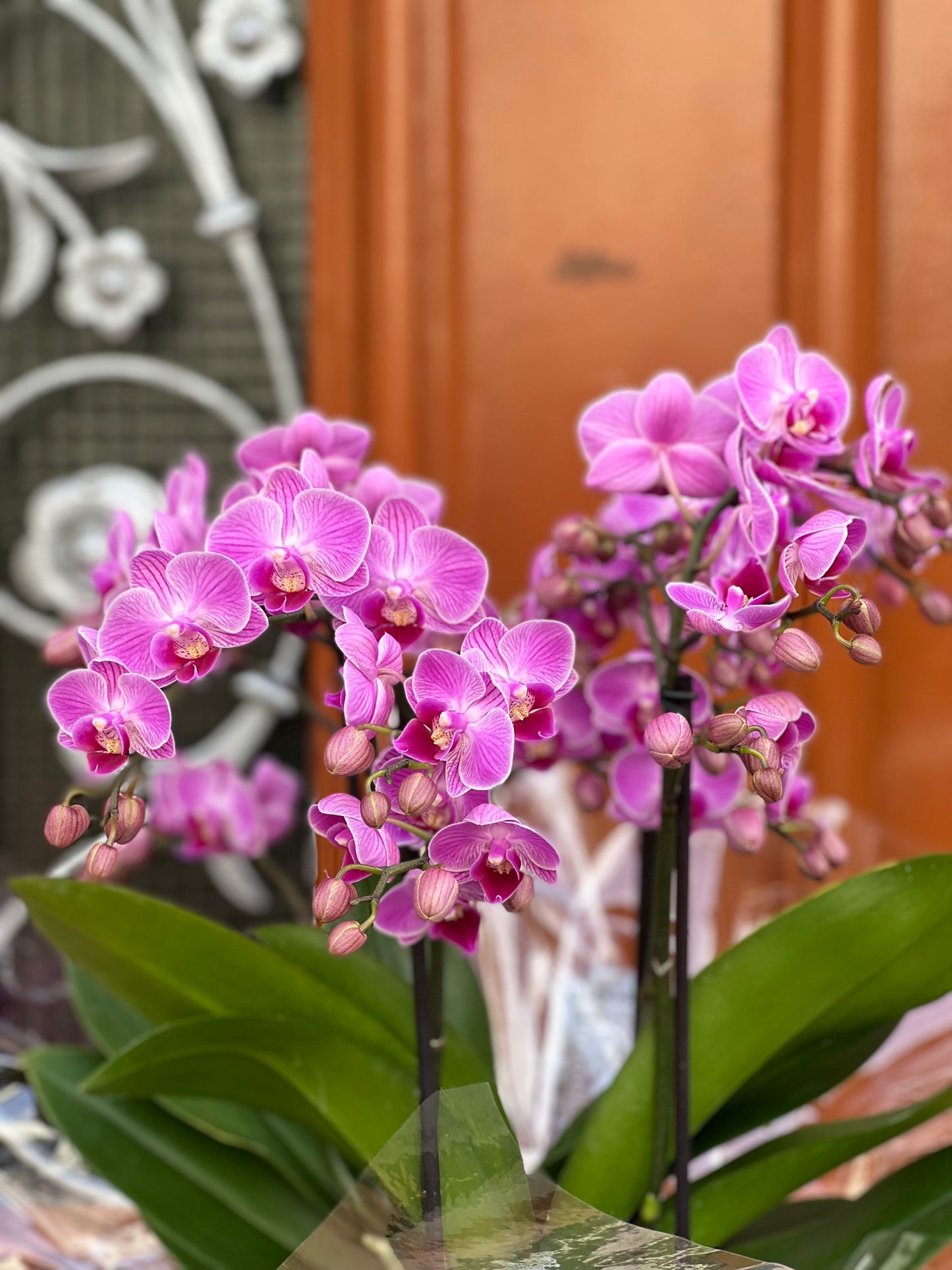 ORQUÍDEA EM CAIXA FLORAL AUTUMN
