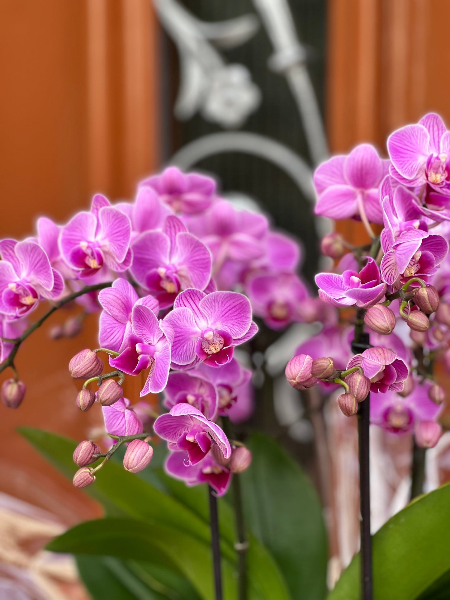 ORQUÍDEA EM CAIXA FLORAL AUTUMN