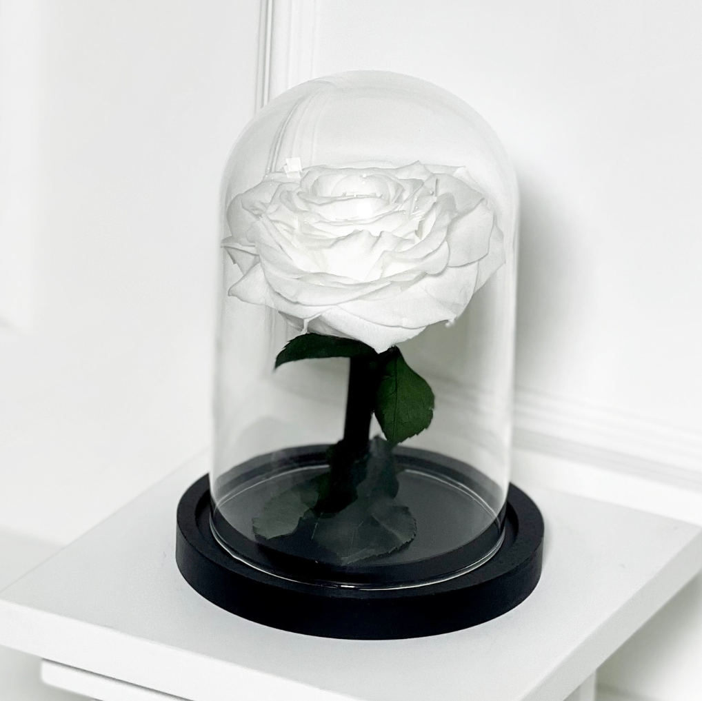 ROSA PRESERVADA WHITE COM CÚPULA TAMANHO P
