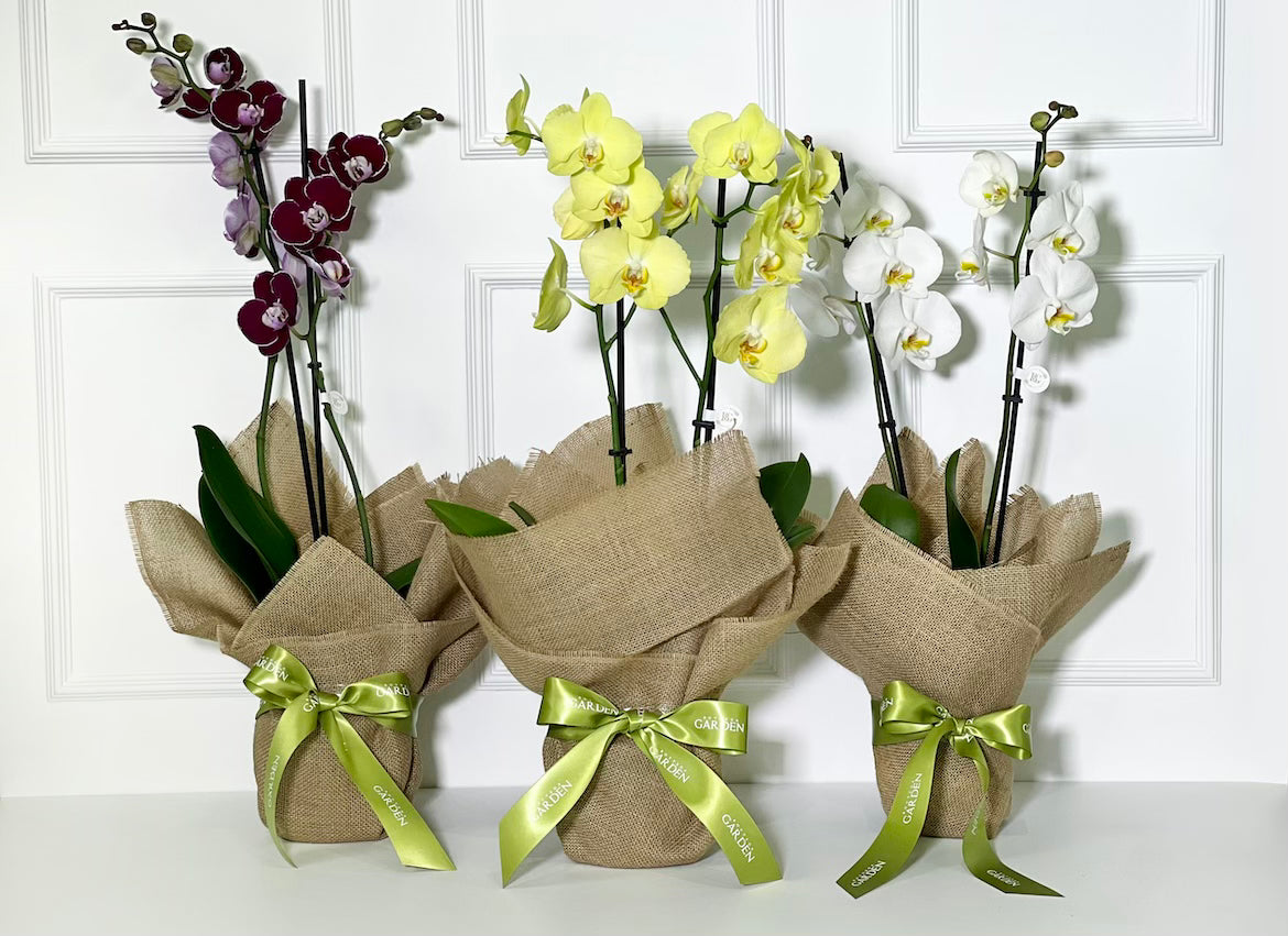ORQUÍDEA ROXA COM JUTA DE LINHO CRU