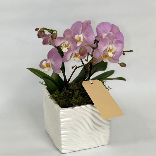 Orquídeas Pequenas