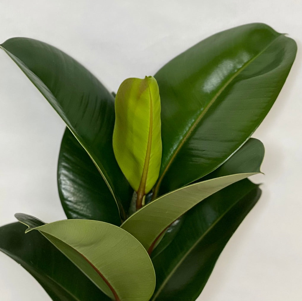 Ficus