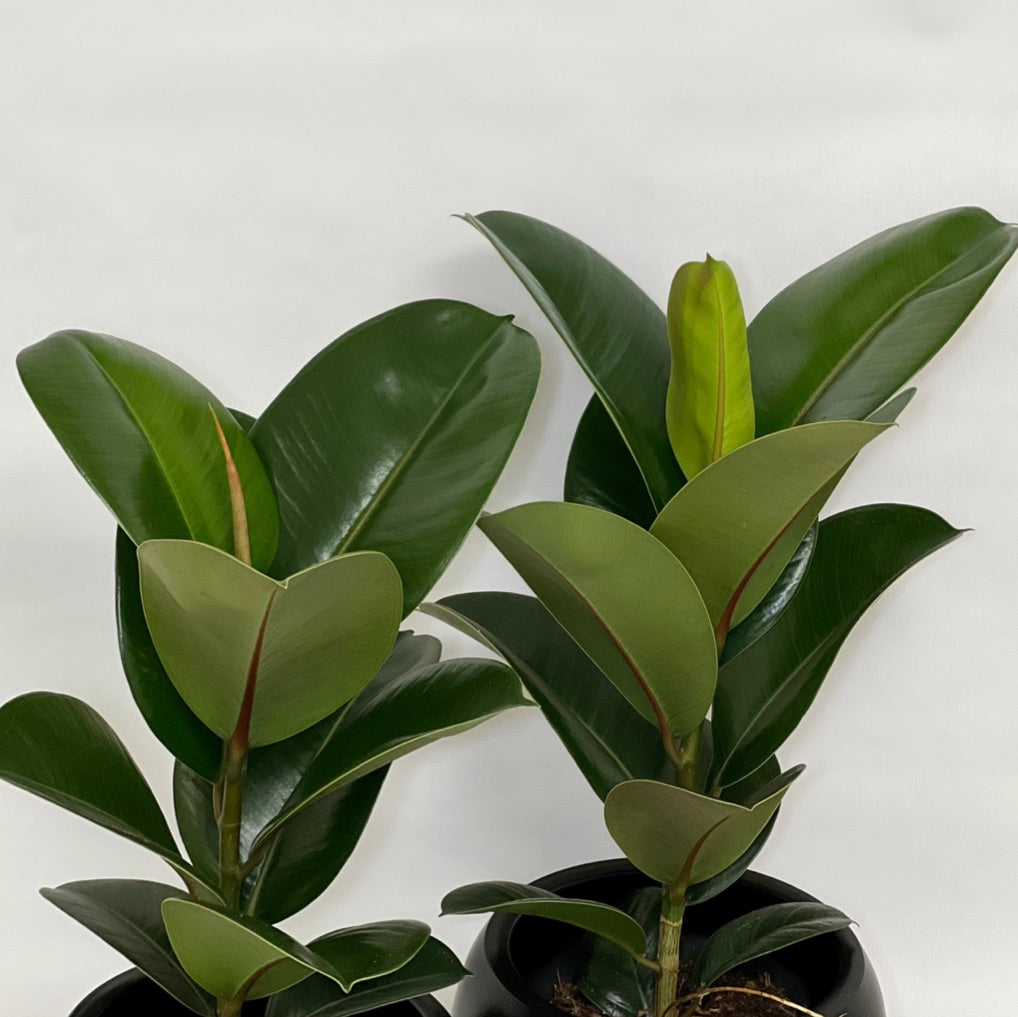 Ficus