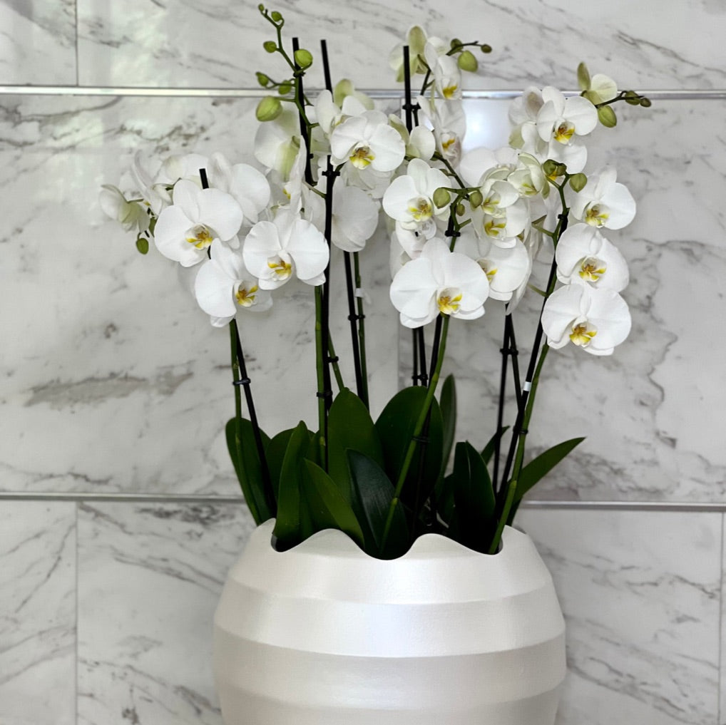 Composição de Orquídeas no Vaso