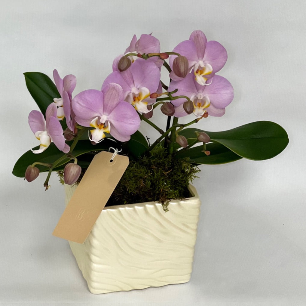Orquídeas Pequenas