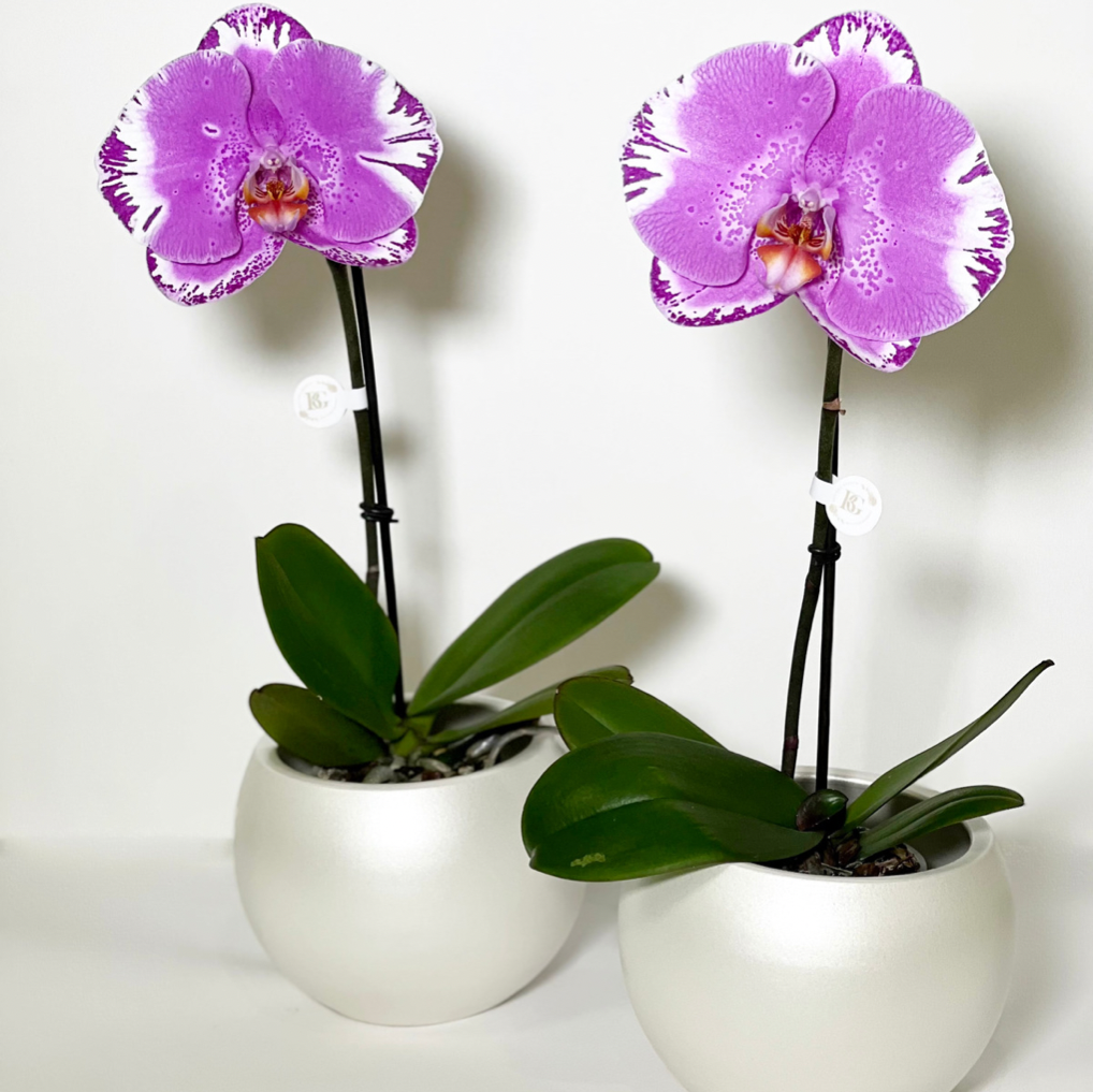Orquídea Unitária