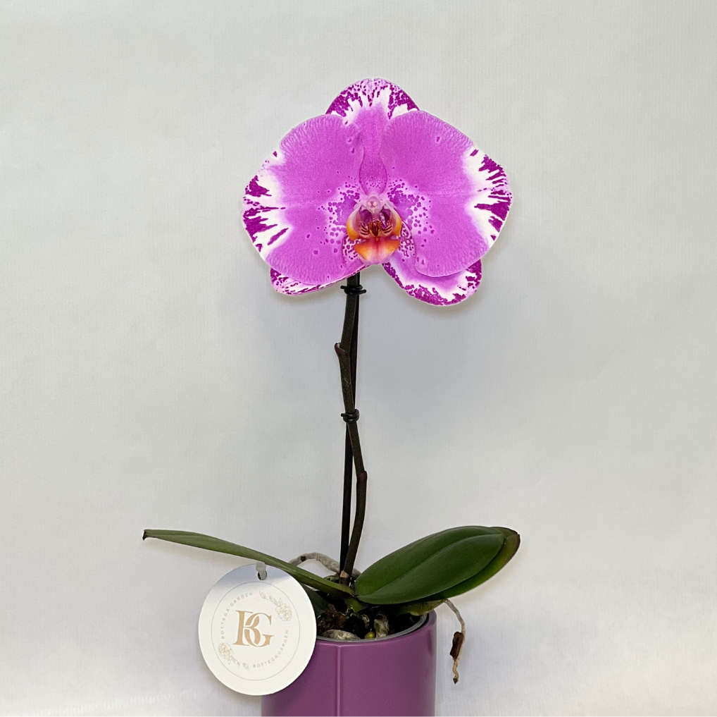 Orquídea Unitária